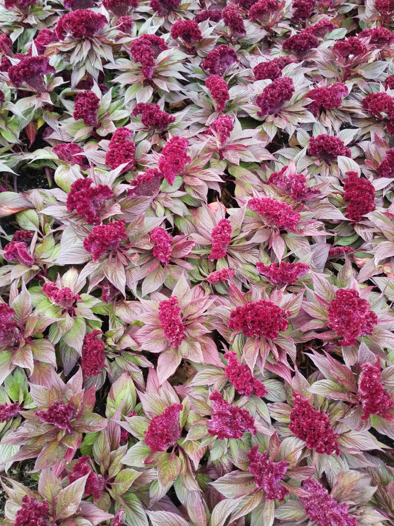 The image is an overhead shot of a dense bed of celosia flowers. The flowers are a deep magenta or burgundy color, with a velvety, feathery texture, clustered at the tops of plants. The foliage is a mix of green and reddish-purple, with lance-shaped leaves. The overall impression is a vibrant mass of color and texture. There are no people, animals, or man-made structures visible in the image, indicating a natural or garden setting. The location is identified as Brest, Belarus.