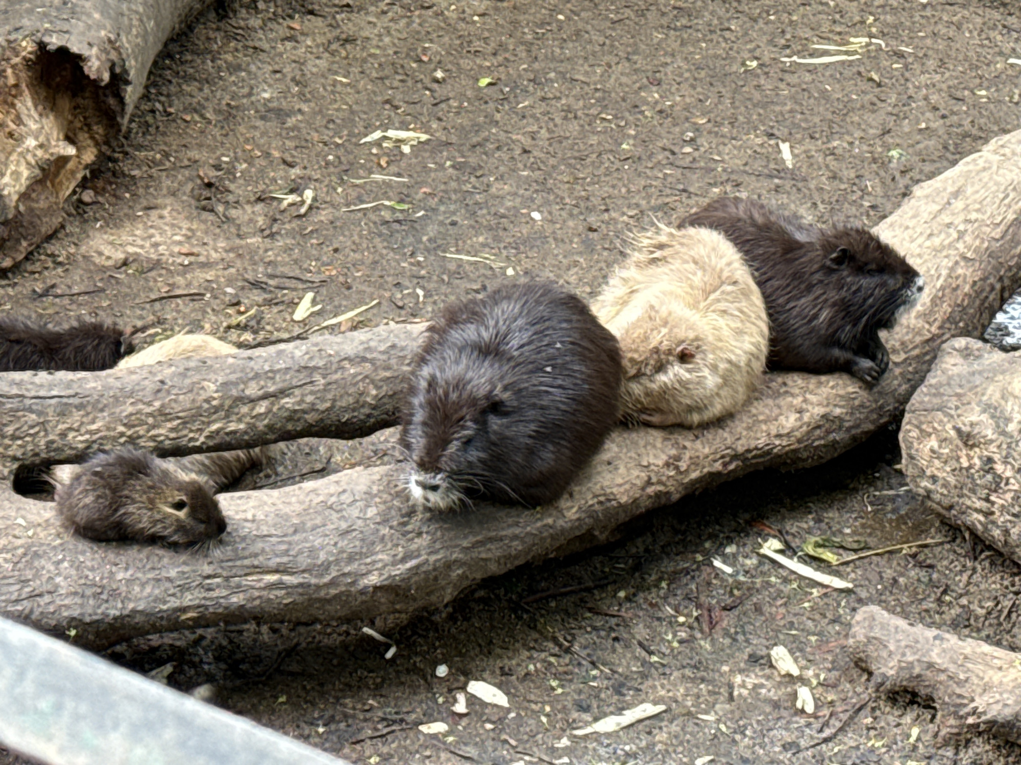 Four rodents rest on a log. Three are in a row, dark brown, light tan, and dark brown again. The fourth rodent is smaller and light brown. The scene is outdoors on muddy ground with logs scattered about. The location and presence of the city of Sofia, Bulgaria cannot be determined from the image.