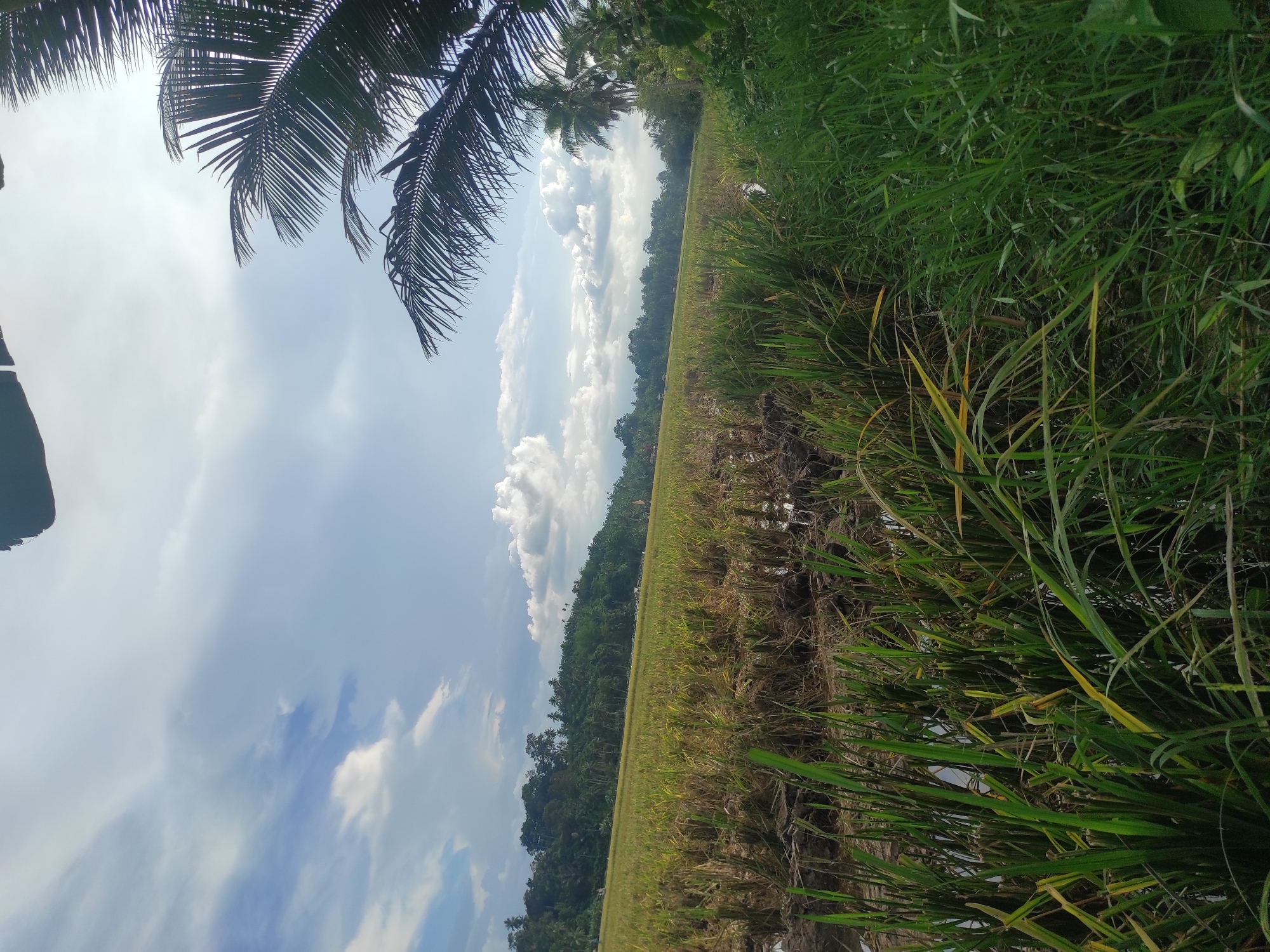 The scene depicts a rural landscape, likely a rice paddy, located in Lhokseumawe, Indonesia. A field of yellowed rice stalks is visible, suggesting a harvest is near or has recently occurred. Lush green grasses grow along the edges of the field. In the background, dense green trees form a treeline, suggesting a nearby forest or wooded area. A bright blue sky with puffy white clouds dominates the upper portion of the image. A palm tree's fronds are visible in the top left corner, obscuring part of the sky. The photo is taken from a low angle, emphasizing the height of the grasses and stalks in the foreground. No people are visible in the image.