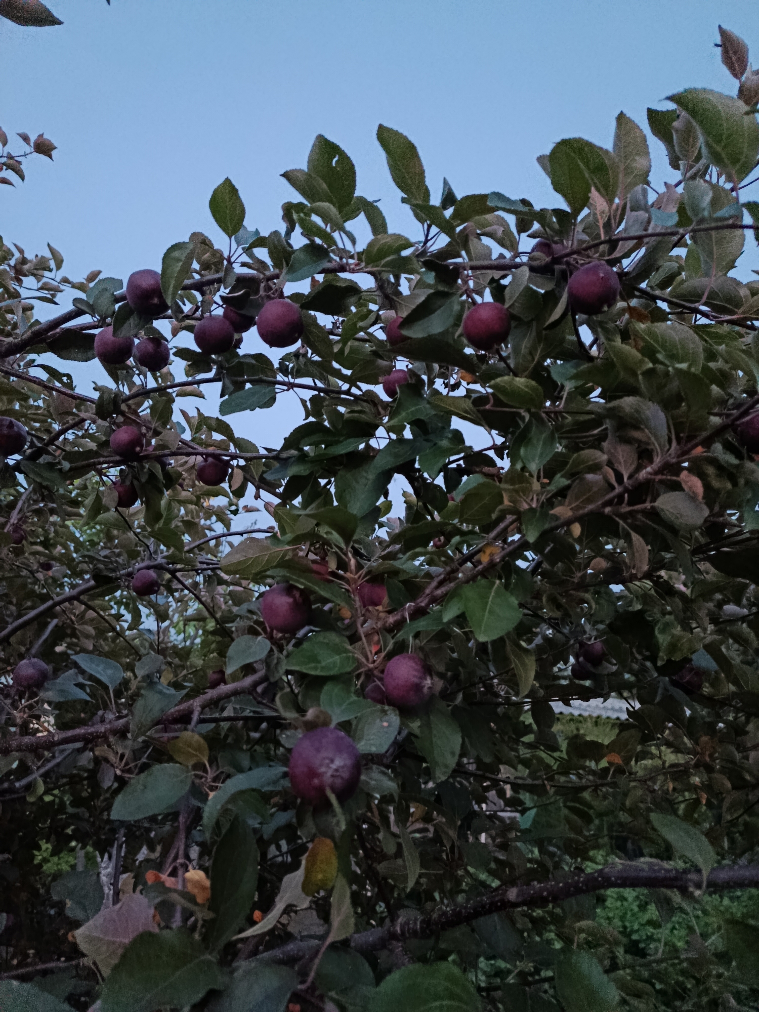 This is a low-angle, full-shot photograph of a tree laden with dark red apples against a pale blue twilight sky. The branches are thick and dark, some covered in small, almost black, thorns. The leaves are a deep green, some appearing slightly wilted or dried, with a few patches of yellow. Numerous apples, varying in size and ripeness, are distributed throughout the branches, some clustered together, others hanging singly. The overall impression is one of abundance and the late stages of the fruit-bearing season. The scene appears to be in a rural or semi-rural setting, possibly a garden or orchard, with hints of other greenery and structures visible in the background, though they are out of focus. The lighting suggests it is either dawn or dusk. The location is specified as Novozybkov, Russia.