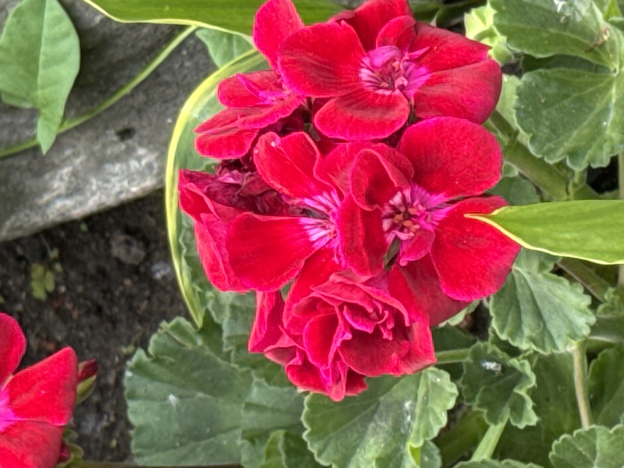 A close-up, eye-level, outdoor, daylight shot shows a cluster of vibrant red geranium flowers with ruffled petals and visible pistils. The flowers are surrounded by green leaves, some with serrated edges, and dark soil. A gray, textured surface, possibly a rock or weathered wood, is visible in the background, along with a green leaf that has a lighter green edge. The overall scene suggests a garden setting in Veliky Novgorod, Russia, with the bright red flowers being the focal point.