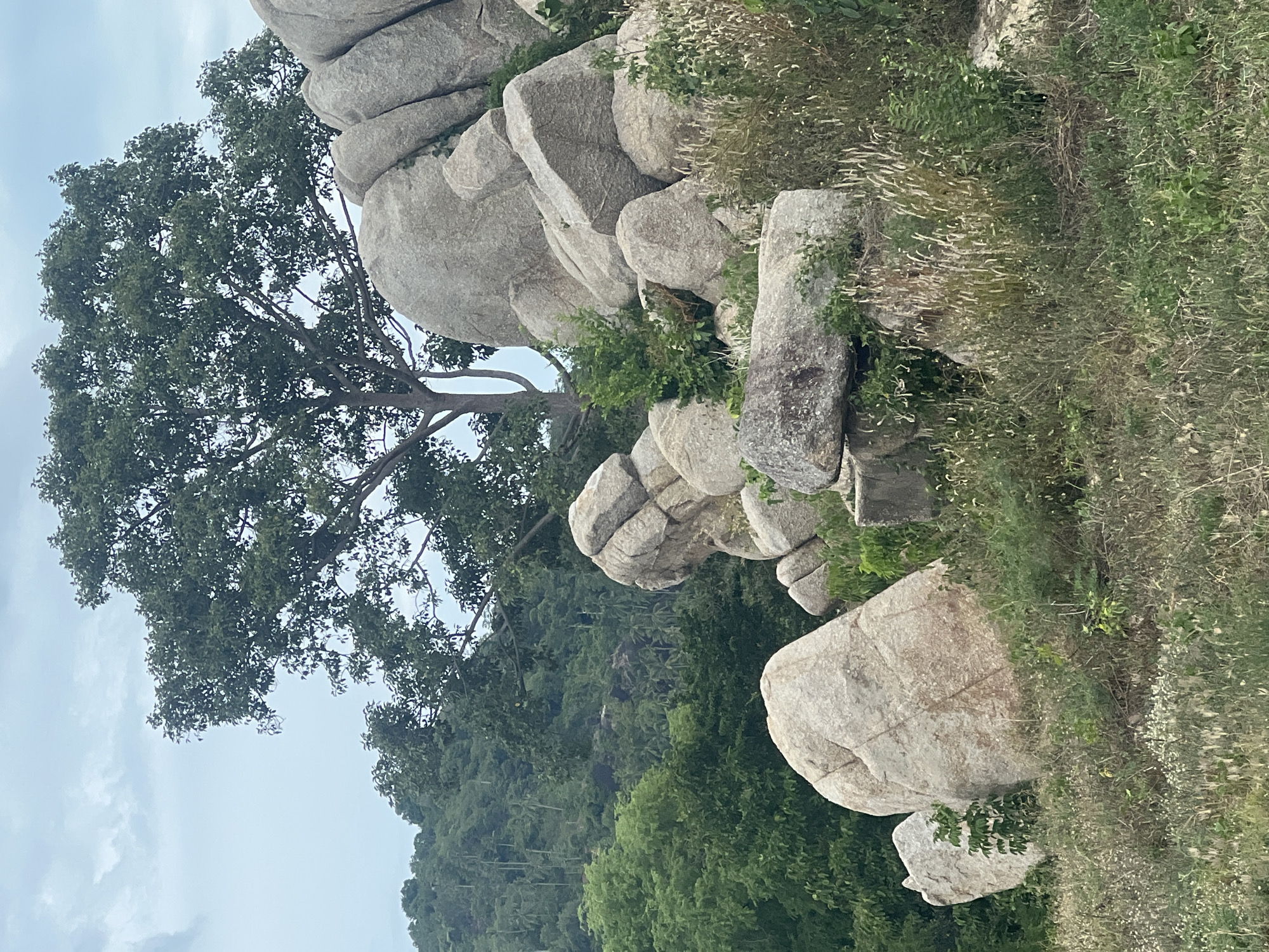 The image depicts a rugged, rocky landscape with lush green vegetation. The foreground features several large, smooth boulders, some partially covered in grass and smaller plants. In the mid-ground, more massive rock formations are piled together, with patches of greenery growing between them. A large tree with dense foliage stands behind and to the left of these rocks, its branches reaching towards the sky. The background shows a densely forested hillside, likely part of the tropical terrain of Ko Samui. The sky is overcast with light clouds. The scene appears to be an outdoor natural environment with no people or structures visible, suggesting it could be a scenic viewpoint or a natural park area within Ko Samui District, Thailand.