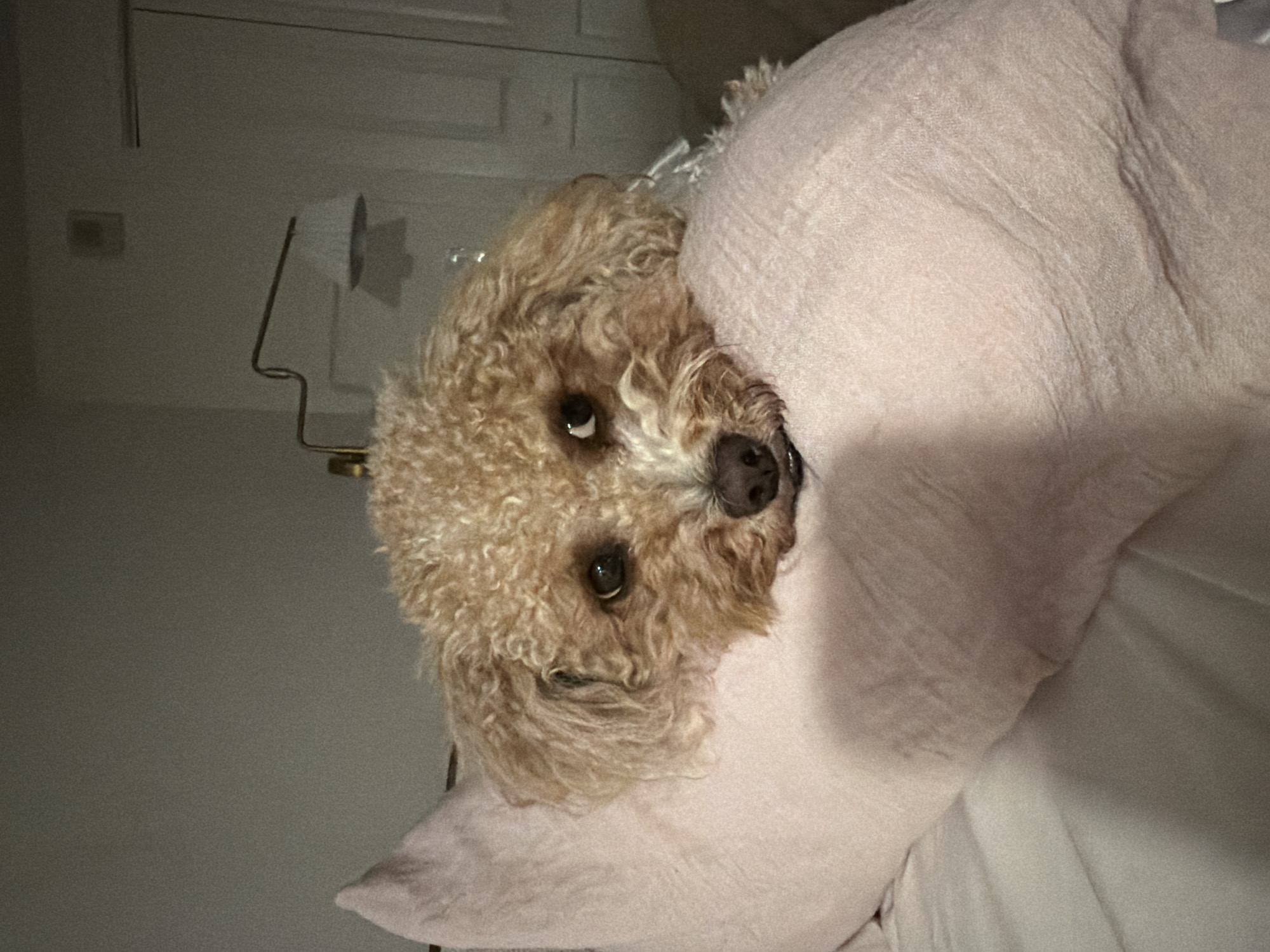 A light brown toy poodle rests its head on a pink body pillow in a bedroom. The dog's eyes are dark and open, and its nose is dark brown. The background is blurry and shows a wall with a lamp and a closed door. The image is taken from a close-up perspective, focusing on the dog and the pillow. The scene is illuminated by dim, artificial light.