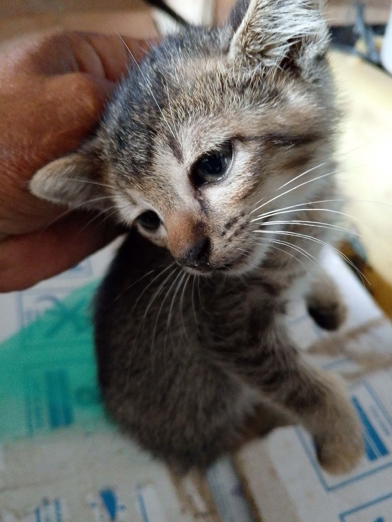 A small, brown tabby kitten is being held. The kitten is focused downward and to the left. A human hand is holding the kitten's head. The kitten is sitting on a surface with blue and green markings. The image appears to be taken indoors, likely in Bukit Ketok, Indonesia.