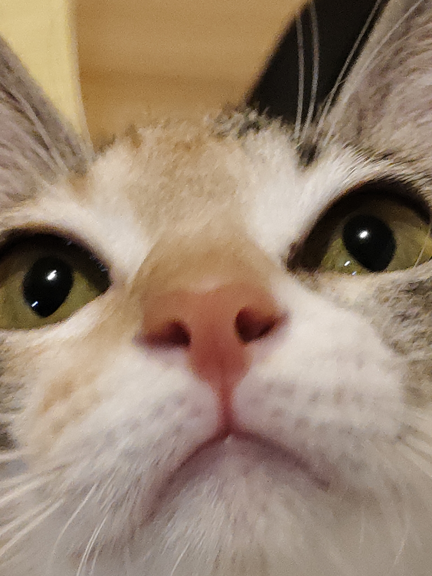 The image is an extreme close-up of a cat's face, taken from a low angle. The cat has green eyes, a pink nose, and white and grey fur. The background is out of focus and appears to be a light brown or yellow color. There is no indication of the location being Davao City, Philippines, or any other specific geographical location. The image focuses solely on the cat's facial features, with its eyes and nose prominently displayed.