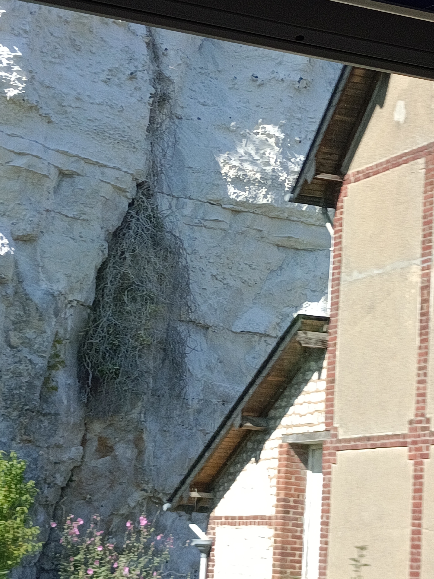 A close-up shot captures a rugged, light-colored cliff face with visible striations and textures. A dense mass of grey, twig-like vegetation hangs down the side of the cliff from a crevice. To the right of the cliff, a portion of a building is visible. This building features a light beige exterior with red brick trim outlining rectangular sections. A sloped, dark wooden roof structure extends from the building and partially overlaps the cliff face. In the lower left corner of the image, green foliage and pink flowers are present. The scene appears to be situated in Duclair, France, as indicated by the context of the location.
