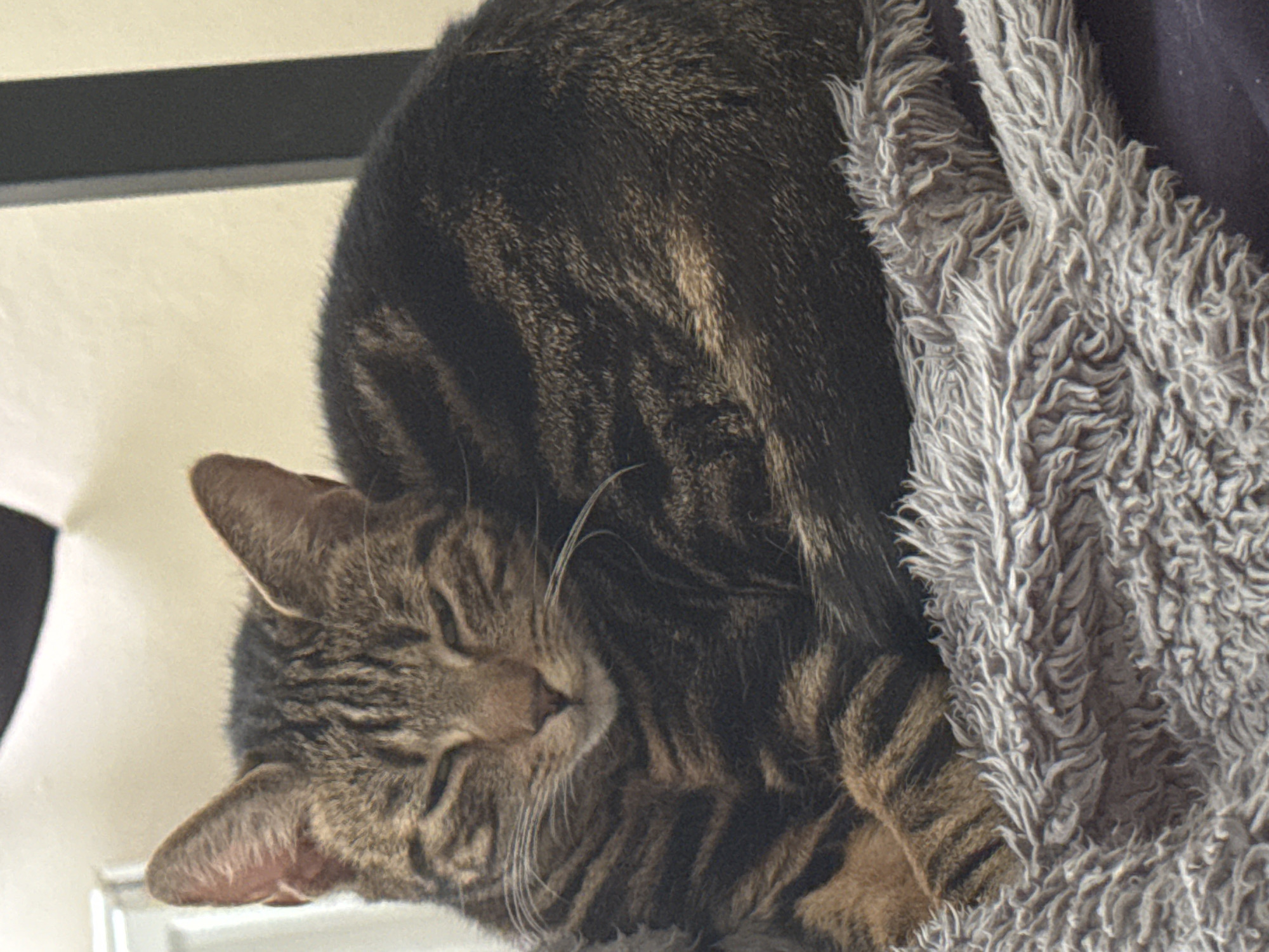 A tabby cat sleeps nestled against a gray, fluffy blanket. The cat's eyes are closed and its ears are perked slightly. The blanket has a looped, textured surface. The background includes a cream-colored wall and a dark-colored horizontal element above the cat. The location in the city of Desborough, United Kingdom, cannot be determined from the image.