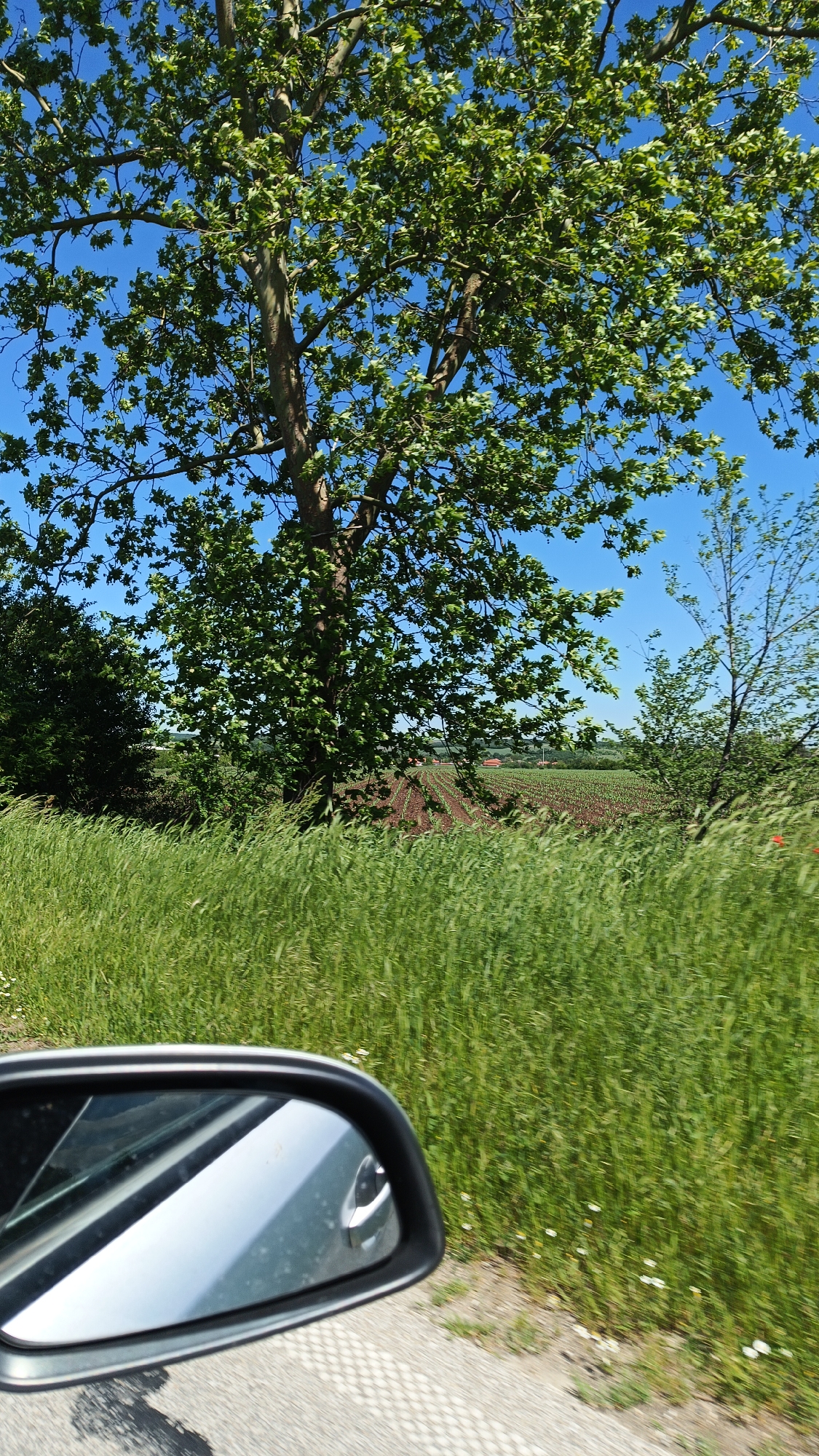 The image depicts a rural scene, likely viewed from a moving vehicle. In the foreground, tall green grass obscures much of the view, with the side mirror of a car visible in the lower left corner. Beyond the grass, a tree with green leaves dominates the center of the frame, set against a clear blue sky. In the midground, there is a field with rows of crops, possibly recently planted. A small red structure is also visible in the distance. The location is presumed to be Bogdanitsa, Bulgaria, though there are no specific landmarks to confirm this definitively within the image. There are no people visible in the photograph.