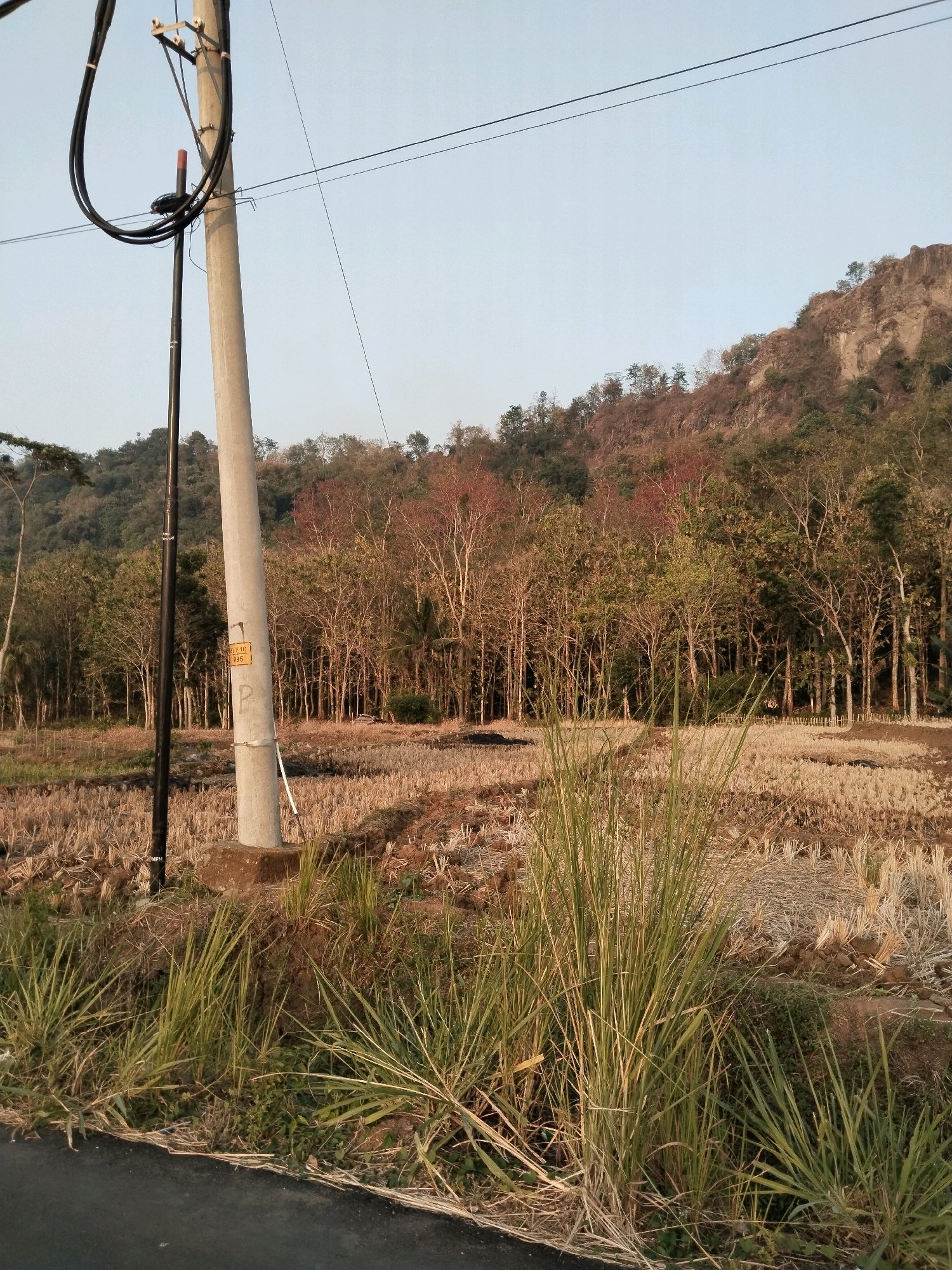 The image shows a rural landscape in Sesepan, Indonesia, under a clear, pale blue sky. In the foreground, a road borders a dry, harvested rice field, indicated by the stubble of rice stalks. Lush green grass and reeds grow along the edge of the road and field. A prominent concrete utility pole, with black electrical cables and a smaller dark pole attached, stands near the center of the frame, leaning slightly. A yellow tag with the number "10 095" is affixed to the concrete pole. Behind the field, a dense forest of trees extends towards a rocky hill with sparse vegetation. The trees exhibit a mix of foliage colors, with some showing reddish-brown leaves, suggesting a dry season or the changing of seasons. The overall impression is of a tranquil, natural setting during daylight hours.