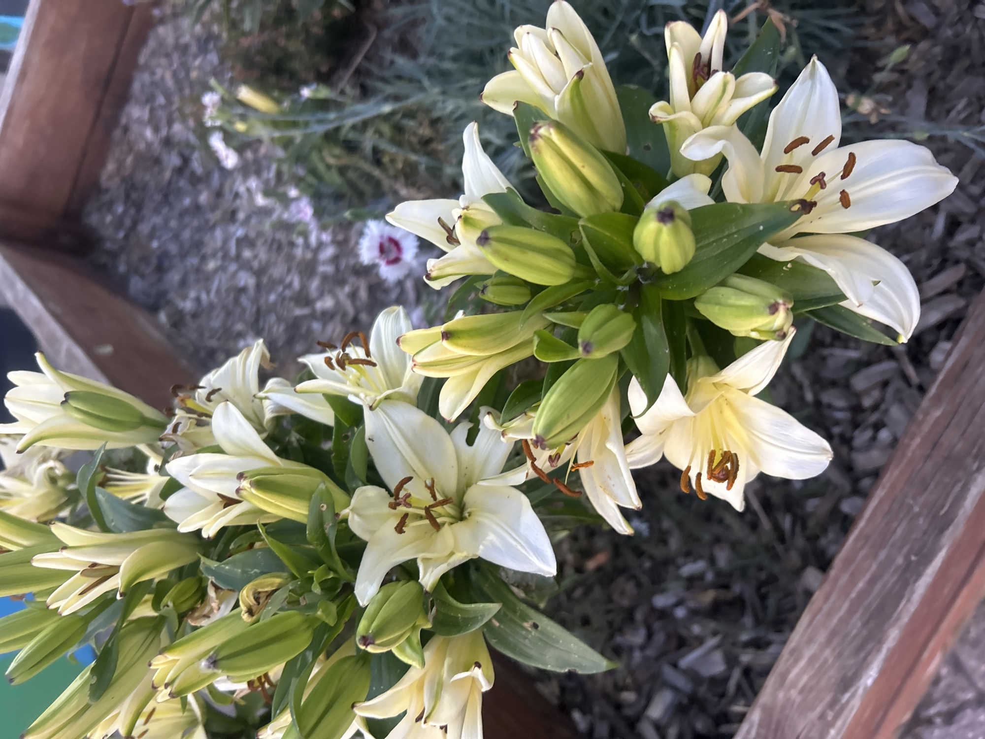 The image shows a cluster of white lilies with closed buds and opened blossoms in a garden bed. The lilies have elongated white petals and brown-tipped stamens. The closed buds are green with a yellowish tint. The background shows wood chips and other plants. A wooden structure, likely part of a raised garden bed, is visible on the lower right. The lighting suggests it may be outdoors during daytime. There is no evidence of London, United Kingdom. No people are present.