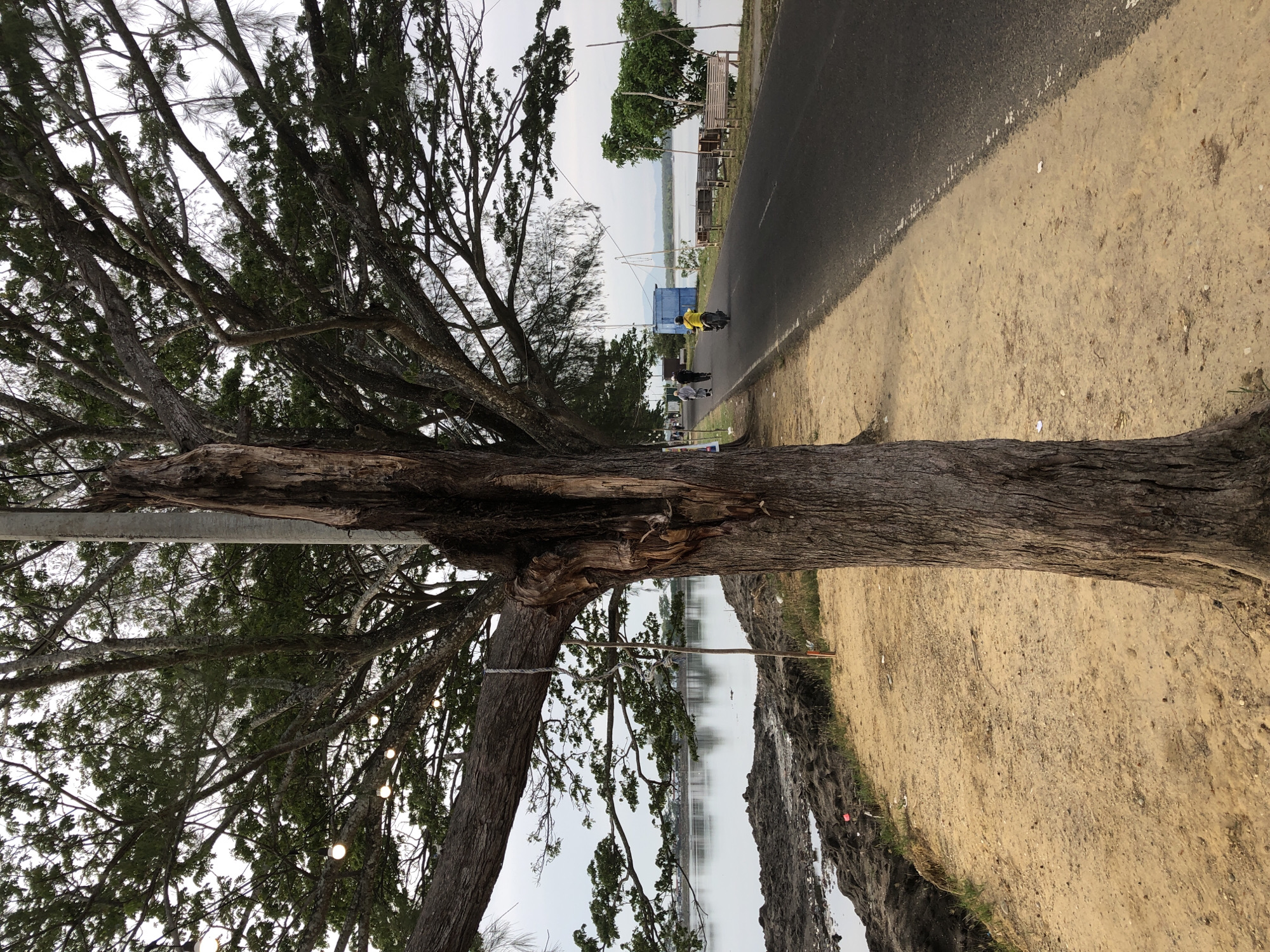 The image depicts a tree-lined road adjacent to a body of water, likely in Lhokseumawe, Indonesia. In the foreground, a large, old tree with exposed, damaged bark stands prominently on the left. Its branches extend over the scene, with some lights strung between them. To the right of the tree, a paved road runs parallel to the water. A lone motorcycle rider wearing a yellow shirt is traveling away from the camera on the road. Two figures are walking in the distance on the left side of the road. The water on the left appears murky and has some construction or debris along its edge. Further down the road, a small blue structure is visible, along with several park benches on the right side, facing the water. The sky is overcast, suggesting a cloudy day. The environment appears to be a coastal or lakeside area, possibly a park or recreational spot within the city.