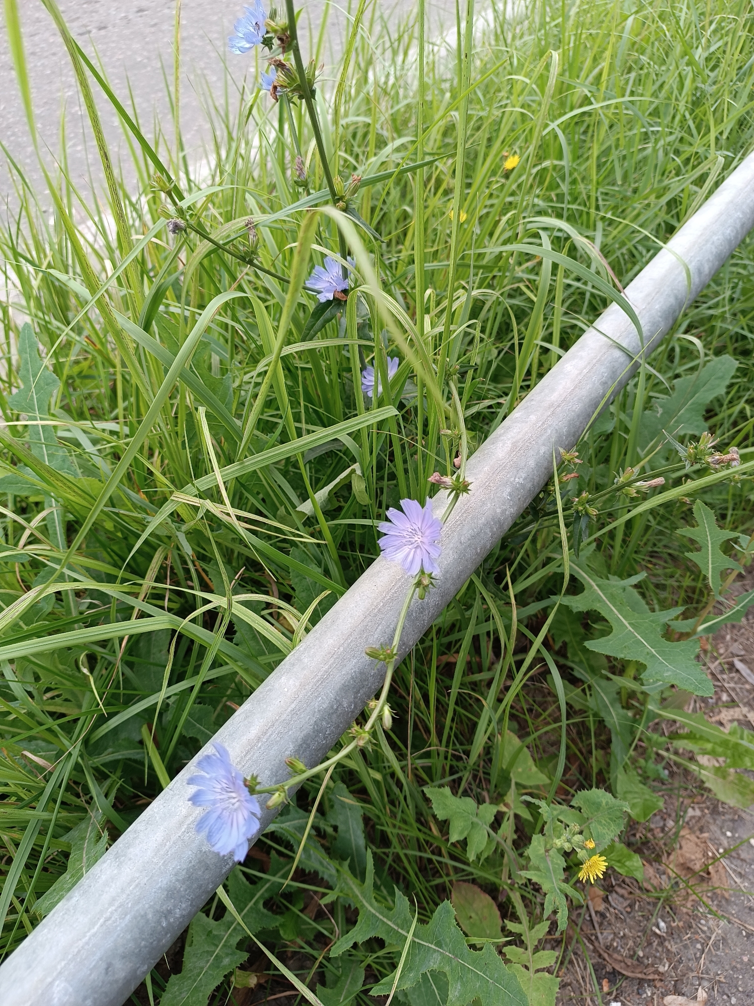 A medium shot captures a natural scene with a metallic pipe as a prominent foreground element. The pipe, appearing to be a guardrail, is positioned diagonally across the frame, from the bottom left to the upper right. It has a weathered, gray, cylindrical surface with a matte texture.
Surrounding the pipe is dense green vegetation, primarily composed of tall grasses and broader-leafed plants. Interspersed within the greenery are several delicate blue flowers, likely chicory, with their petals unfurling. Some of these flowers are in full bloom, while others appear to be buds. A few small yellow flowers are also visible lower down in the scene, peeking through the green.
The background consists of more of the same lush vegetation, with hints of a gray, possibly paved surface to the left, suggesting a roadside environment. The overall impression is one of natural growth encroaching upon or existing alongside man-made structures. The lighting suggests it is daytime, with a slightly overcast or diffused light, as there are no harsh shadows. The image is a still, naturalistic portrayal of an outdoor setting. The location is the city of Bykovo, Russia.