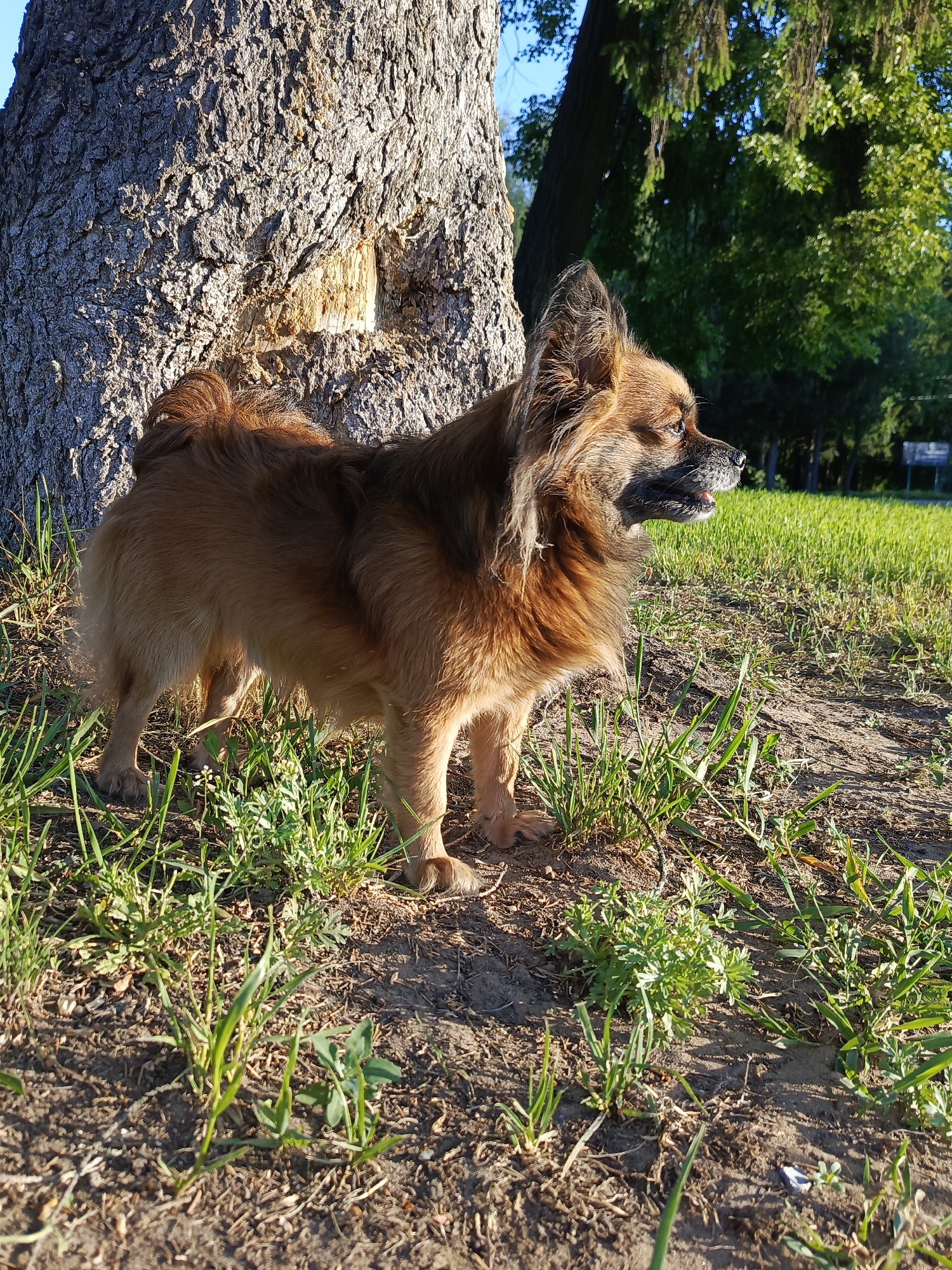 A medium-sized, brown, long-haired dog stands near the base of a large tree in a grassy area, likely a park or open space. The tree trunk is thick and appears to have some damage or exposed wood. The dog is facing to the right of the frame, with its tongue slightly visible. The grass is interspersed with bare patches of dirt. The environment is outdoors during daylight, with trees and grass in the background. The location is Chaikovsky, Russia, as determined by the location provided in the prompt instructions.