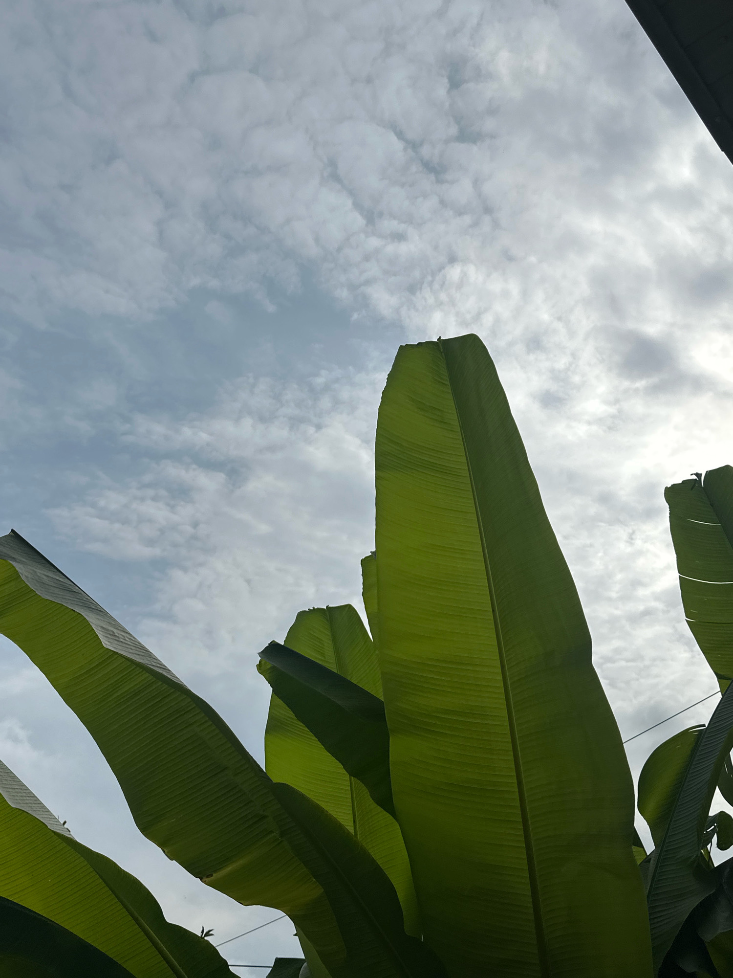 The image, taken from a low angle, focuses on the vibrant green leaves of a banana tree against a cloudy sky. The leaves dominate the foreground, with their broad surfaces and prominent veins stretching upwards. Some leaves are partially obscured by others, creating a layered effect. In the upper right corner, a dark, angular object, possibly a roof overhang or structure, is visible, framing the sky. The sky itself is filled with a textured pattern of white and grey clouds, indicating an overcast or partly cloudy day. The scene evokes a sense of lush nature juxtaposed with man-made elements. The location is Lermontovo, Russia.