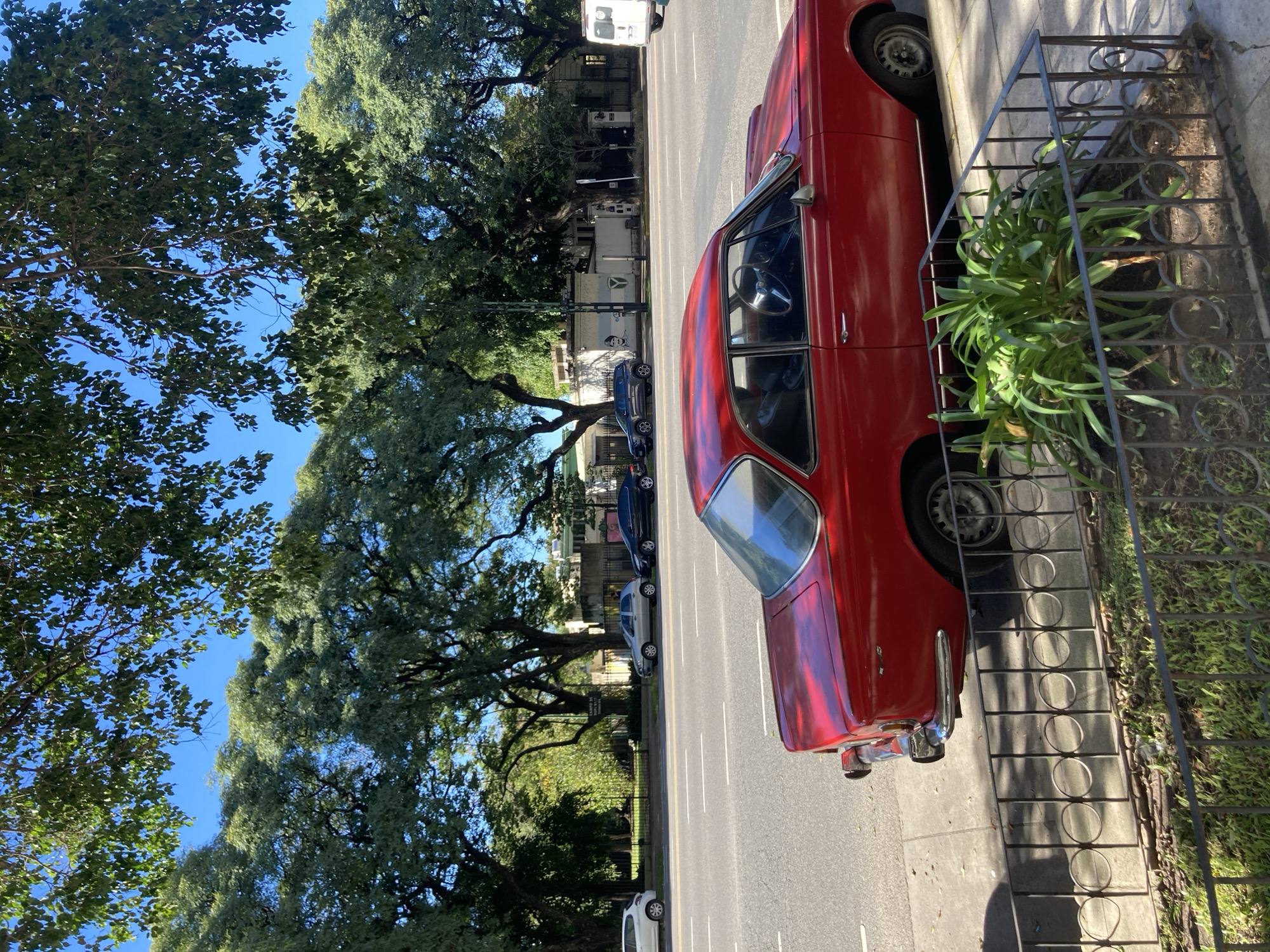 The image, when properly oriented, presents a vibrant street scene on a sunny day. A vintage-style red car with chrome bumpers and trim is parked on the right side of a paved street, its driver's side facing the viewer. The steering wheel is visible on the left side of the interior.
Adjacent to the car is a sidewalk, bordered by a decorative black metal fence with circular patterns. Behind this fence, a small garden area features a leafy green plant. Further down the street, several other cars of various colors (blue, silver, white) and a white utility van are parked.
The street is lined with tall, mature trees featuring lush green foliage that extends high into a clear, bright blue sky. The sunlight casts distinct shadows from the trees and the fence onto the ground, indicating a clear, bright day, likely morning or afternoon. In the background, partially obscured by the trees, are some buildings, one of which has a faint, unreadable graphic or text on its wall. No people are visible in the scene. The setting appears to be an urban or suburban area characterized by significant greenery and parked vehicles.