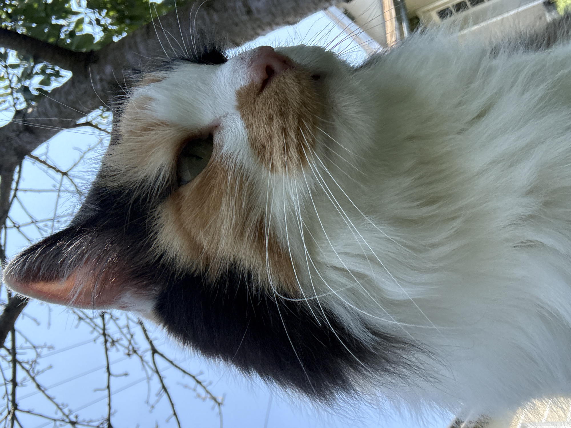 A close-up, low-angle shot captures a calico cat's face from below. The cat's fur is a mix of white, black, and orange patches, with long white whiskers extending from its muzzle. Its green eyes are visible, and its pink nose is slightly upturned. Behind the cat, the sky is a clear blue, with tree branches and some distant greenery and buildings visible. The lighting suggests it is daytime. There are no people or obvious signs of urban life in the immediate vicinity of the cat.