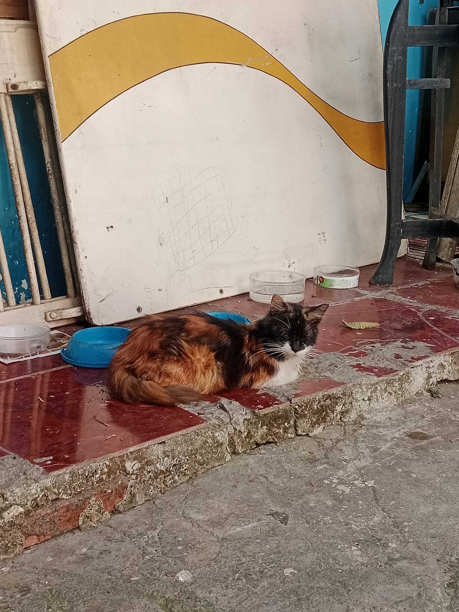 A tortoiseshell cat with black, orange, and white markings is resting on a red tiled floor. The cat is facing left, with its head slightly turned towards the camera. Its eyes are closed, and its ears are perked up. In front of the cat are two plastic bowls, one blue and one clear, and a few other small objects. Behind the cat is a large white panel with a yellow curved design, leaning against a blue vertical structure. The floor is dirty and appears to be outdoors. The scene is likely in an urban environment, possibly a residential area or alleyway, given the presence of discarded items and the general state of disrepair. The image does not contain any specific landmarks or clues to pinpoint its exact location within Bandung City, Indonesia.