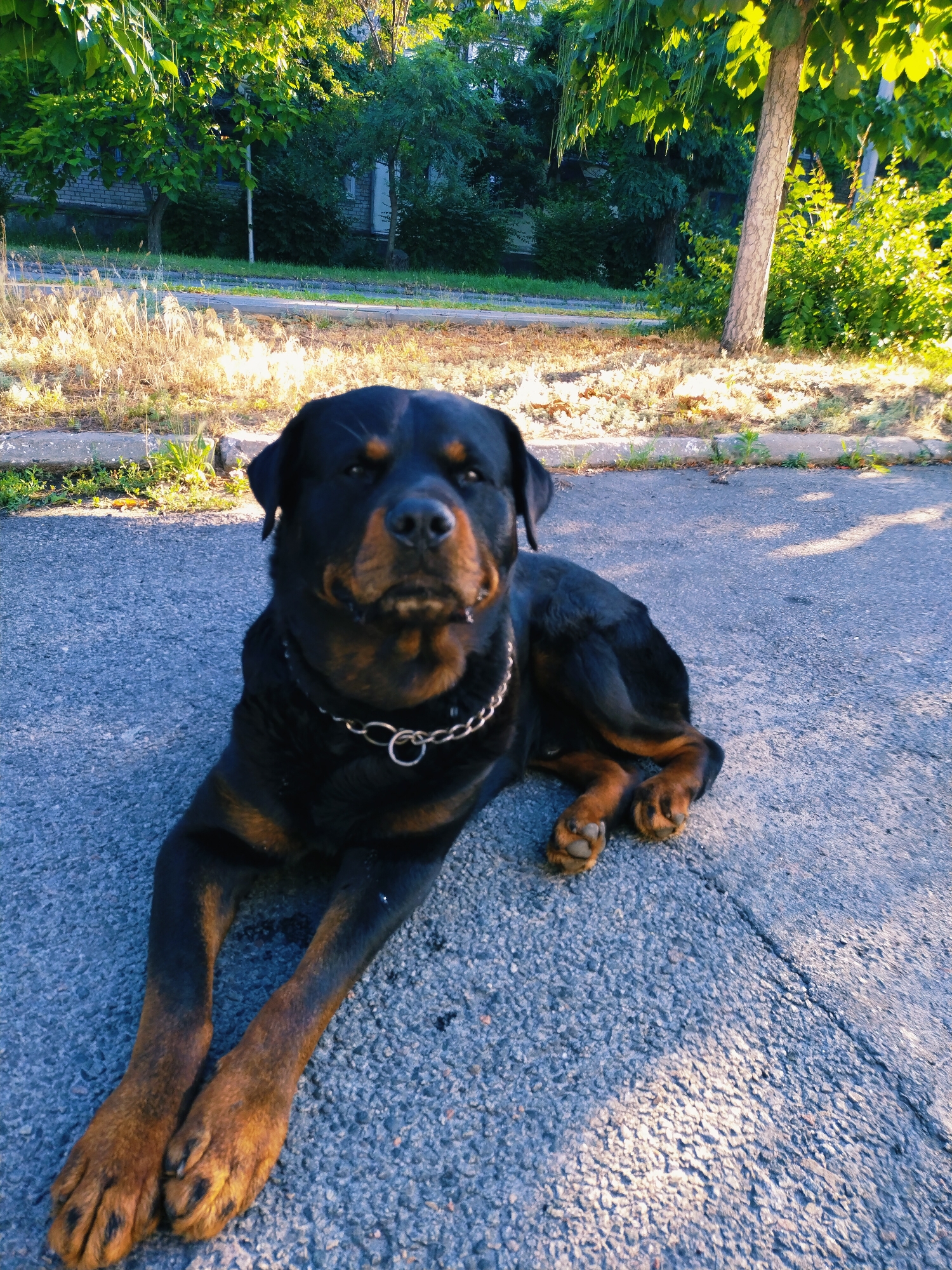A rottweiler dog lies on asphalt in a city park in Horishni Plavni, Ukraine. The dog has black and tan fur and wears a silver chain collar. Sunlight filters through the trees, casting shadows on the ground. In the background, there is dry grass, a sidewalk, and buildings.