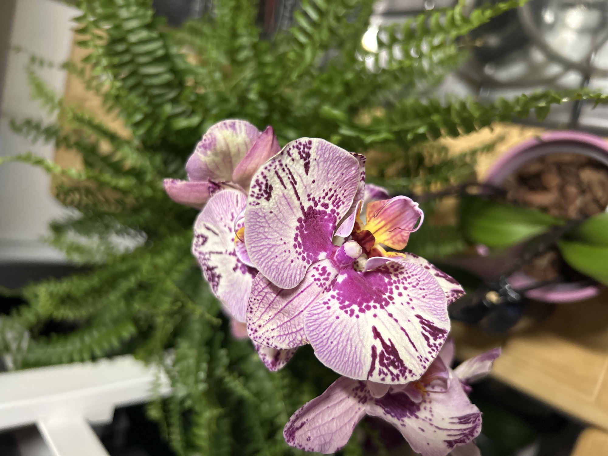 An extreme close-up shot focuses on several pink and white moth orchids with dark purple markings. The orchids are in bloom, with visible petals, stamens, and pistils. Behind the orchids, a dense green fern plant fills the background. The scene is well-lit, with the focus sharp on the orchids and softening towards the fern. The setting appears to be indoors, possibly on a shelf or table, with a hint of a wooden surface in the lower left and a pink pot visible at the bottom. The overall composition highlights the intricate details and delicate beauty of the flowers.