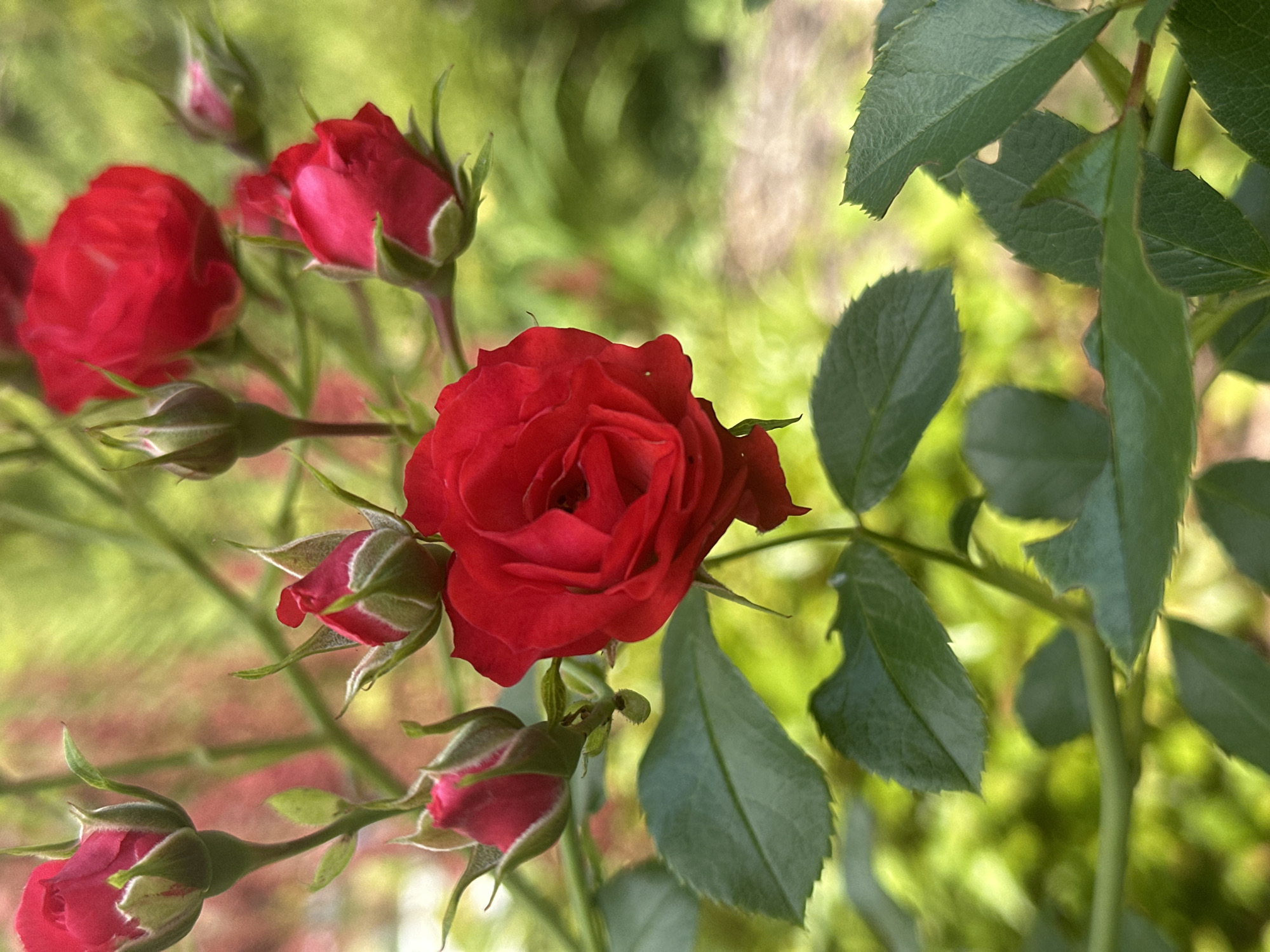 A close-up, eye-level, vertical shot focuses on a cluster of bright red rosebuds and one fully bloomed rose in a garden. The foreground is dominated by lush green leaves and the dark red blooms. The central rose, slightly off-center to the right, is fully open, revealing its intricate petal structure. Around it, several smaller rosebuds are visible, some tightly closed and others beginning to unfurl, showcasing their green sepals tipped with red. The background is a soft blur of green and pink hues, suggesting other foliage and flowers in the distance. The lighting is natural, with a slight dappled effect, highlighting the textures of the petals and leaves. There are no people or animals present. The scene appears to be in a cultivated garden setting, typical of a residential area or botanical garden in Wisła, Poland.