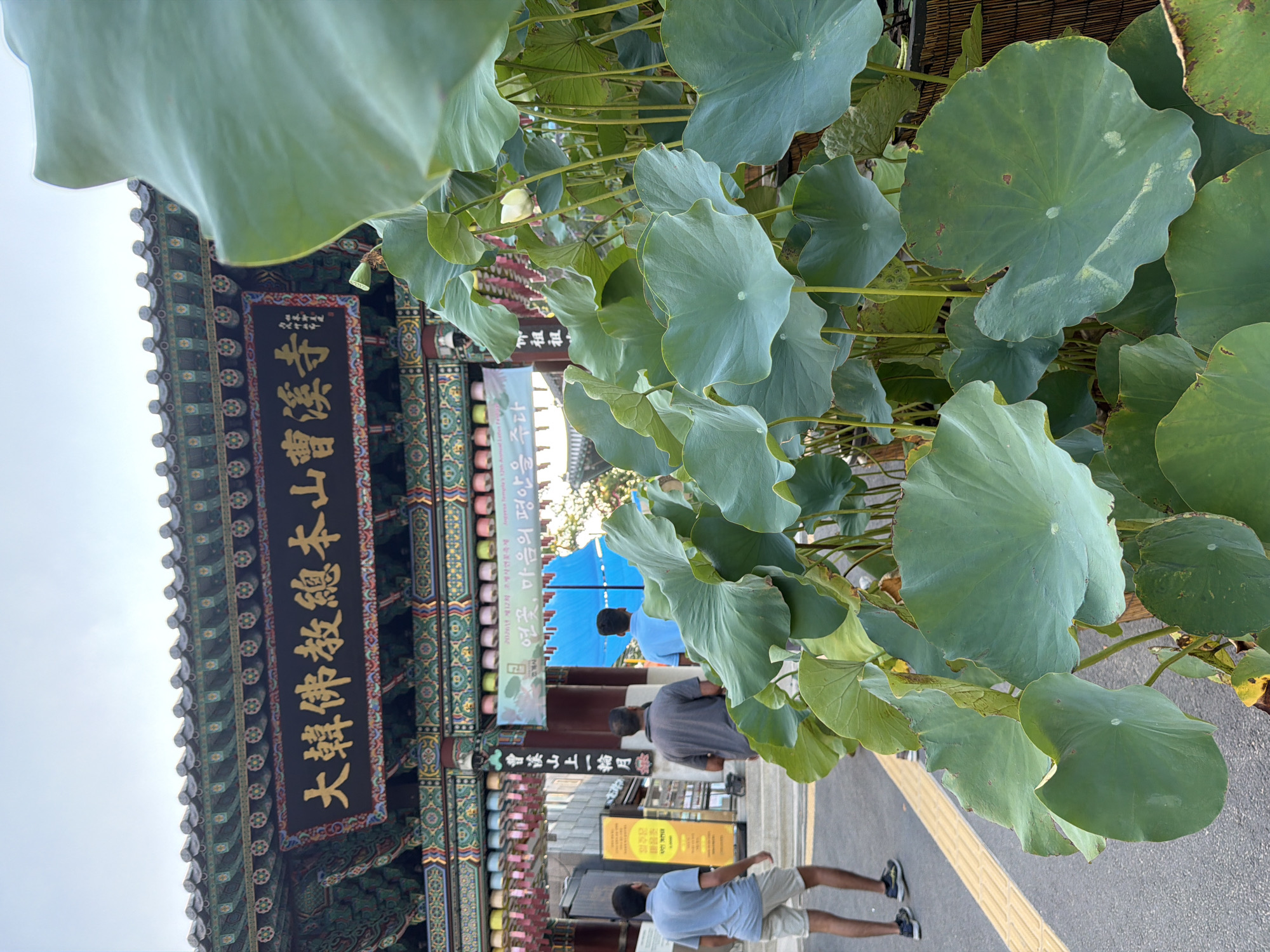 In Seoul, South Korea, a man wearing a blue polo shirt and light brown shorts walks away from the camera on a sidewalk. To his left, another man in a gray shirt and dark pants walks away, and further left, a man in a blue shirt and light shorts also walks away. In the background, a traditional Korean temple gate with intricate colorful decorations and gold lettering is visible. Lotus plants with large green leaves dominate the foreground, obscuring part of the temple gate. The sky is overcast.