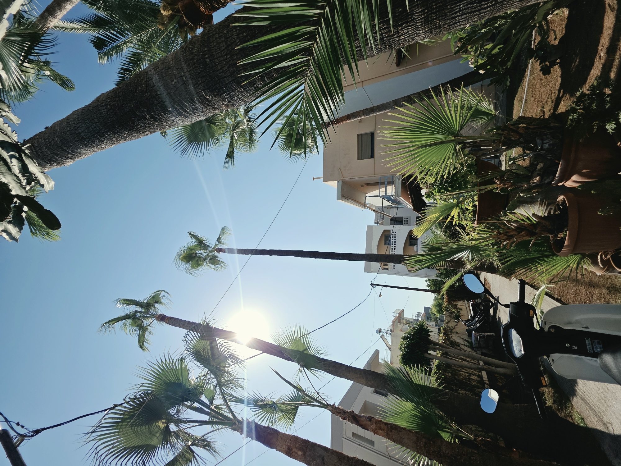 The image depicts a sun-drenched street scene in Chania, Greece, dominated by tall palm trees reaching towards a clear blue sky. The low-angle perspective emphasizes the height of the trees and the bright sunlight, which creates lens flare. In the foreground, a white and black scooter is parked on a sidewalk, with its mirrors reflecting buildings. Beyond the scooter, a path leads past potted plants and more palm trees. Several buildings, characterized by white and beige facades and balconies, are visible between the trees. Some appear to be residential or small hotels, with typical Mediterranean architectural features. Electrical wires are strung between poles, adding to the urban landscape. Two parked motorcycles are visible further down the path, suggesting a quiet street. The overall impression is one of a warm, sunny day in a coastal Greek town.