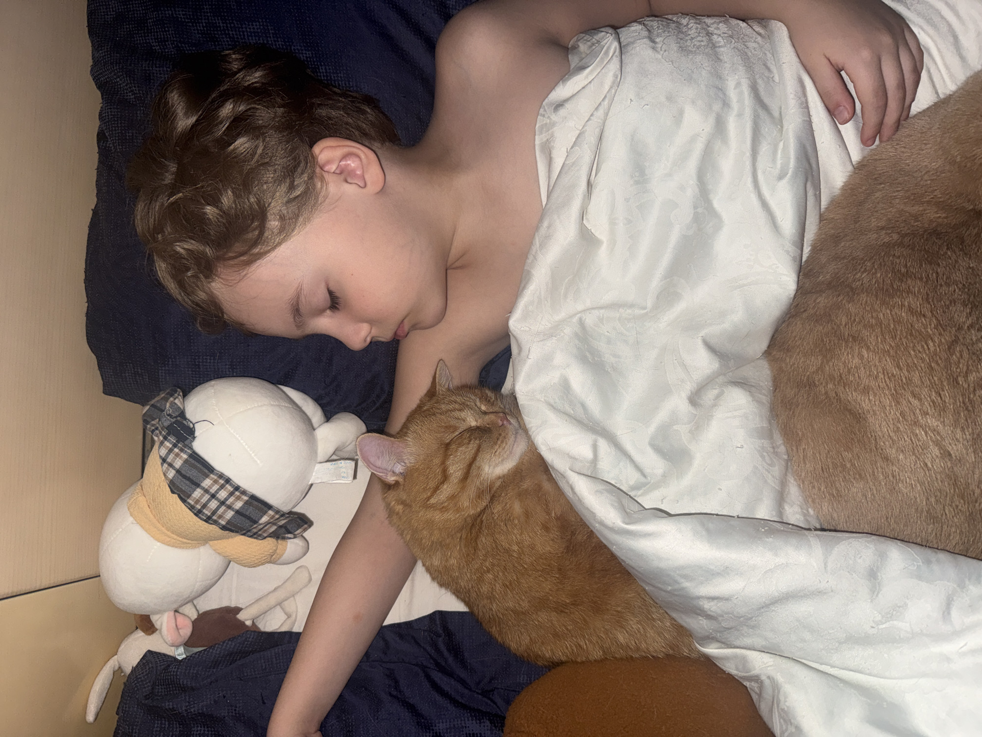 A child is asleep in a bed covered with a dark blue blanket and a white sheet. The child has curly brown hair and fair skin. Lying next to the child, also asleep, are two orange tabby cats. A white stuffed animal with a plaid bow and a brown stuffed animal are located next to the child's head. The environment appears to be a bedroom. The specific location is unknown and cannot be determined from the image.