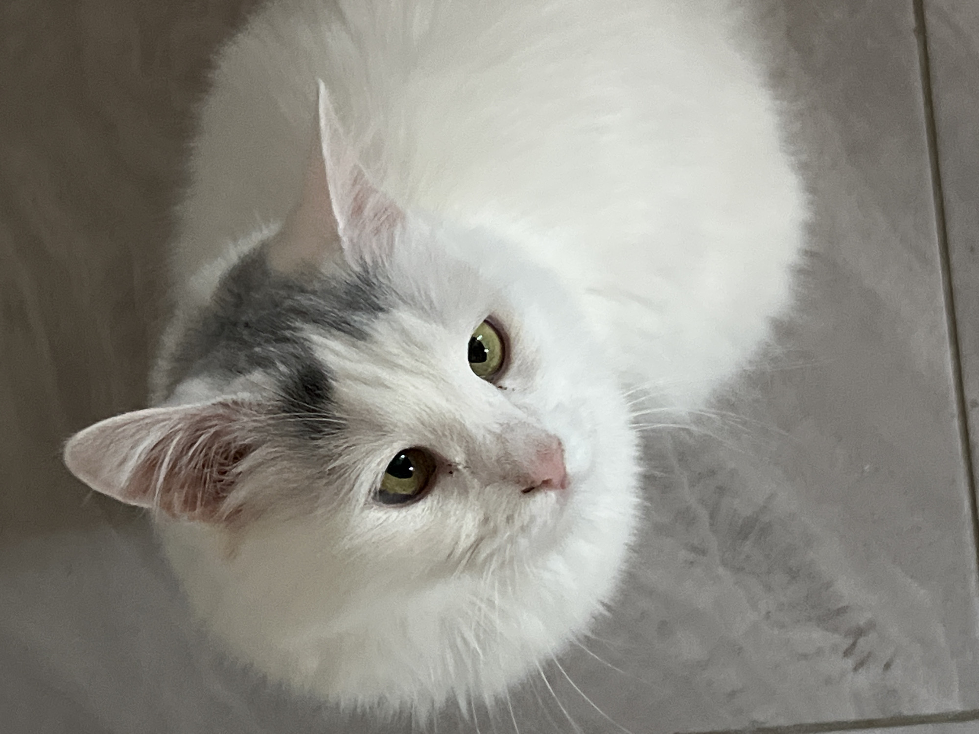 A high-angle, close-up shot captures a fluffy white cat with patches of gray fur on its head and ears. The cat's face is directed downwards and slightly to the left of the frame. It has large, expressive green eyes, a small pink nose, and visible white whiskers. The cat is positioned on a light-colored, tiled surface. The background is out of focus, creating a soft contrast with the sharp details of the cat's fur and facial features. The lighting appears to be ambient, casting gentle shadows that highlight the cat's voluminous fur.