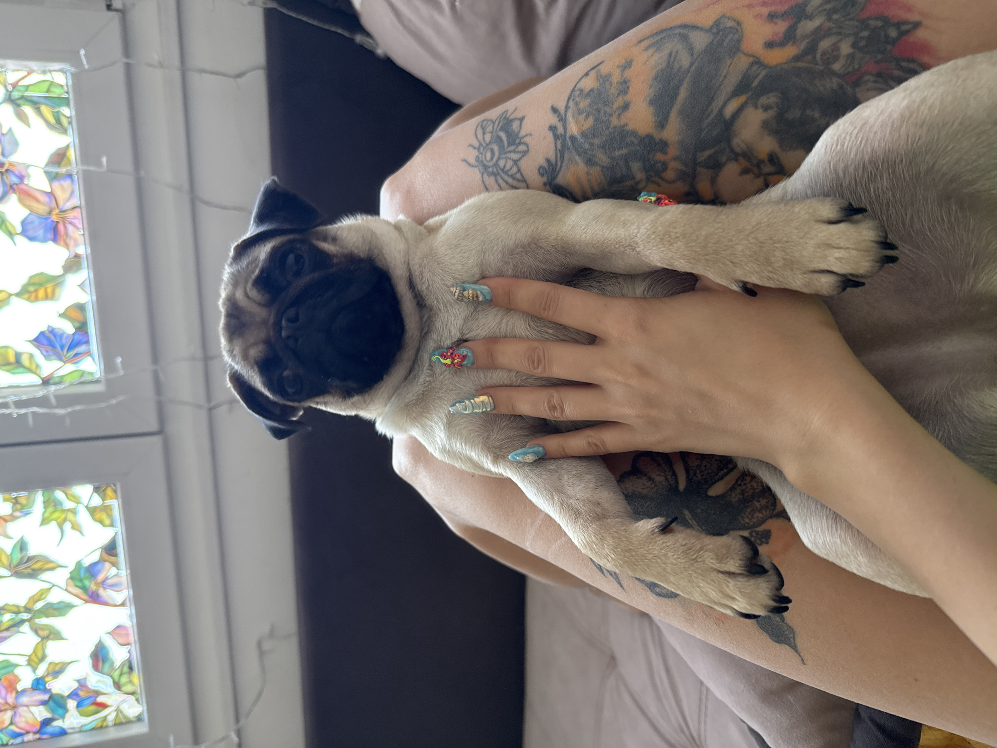 A pug puppy sits on a person's lap. The puppy is light tan and white with a black face. The person's legs are visible, with tattoos on the thighs. The person's hand, with colorful, decorated fingernails, rests on the puppy. The background shows a window with stained glass decorations and string lights. The setting appears to be indoors, possibly a living room or bedroom, with furniture visible. The image is taken from a high-angle perspective.