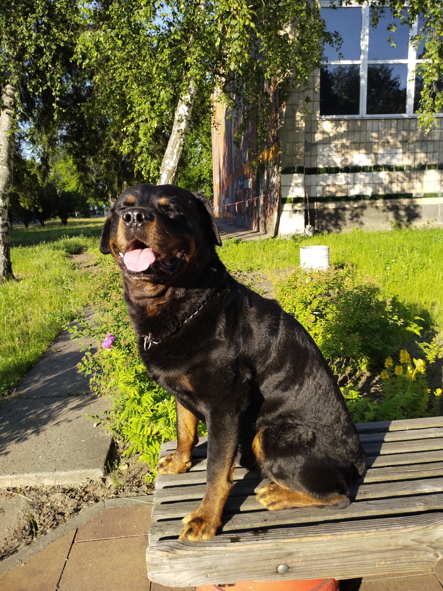 A Rottweiler dog is depicted sitting upright on a weathered wooden bench in Horishni Plavni, Ukraine. The dog, predominantly black with tan markings on its muzzle, chest, and paws, has its eyes partially closed and mouth open, with its pink tongue extended in a panting posture. A metal chain collar is present around its neck.
The bench consists of horizontal wooden slats and is situated on a paved surface composed of brown and gray pavers, adjacent to a concrete pathway. To the left of the dog, the pathway borders an area of loose soil and green grass.
The background features a multi-story building with a façade composed of light-colored tiles, some of which form two horizontal green bands. The upper section of the building displays large, white-framed windows reflecting the blue sky and surrounding trees. To the left of the building's main facade, a section of its exterior wall exhibits a variegated, possibly painted or textured, surface with red linear elements.
Several trees with green foliage and distinctive white bark (birch trees) are prominent in the scene, casting shadows. Areas of green grass, various bushes with green leaves, and patches of yellow and a single purple flower are also visible. A white cylindrical object stands in the grassy area in front of the building. The scene is illuminated by strong, direct sunlight, creating distinct shadows across the landscape.