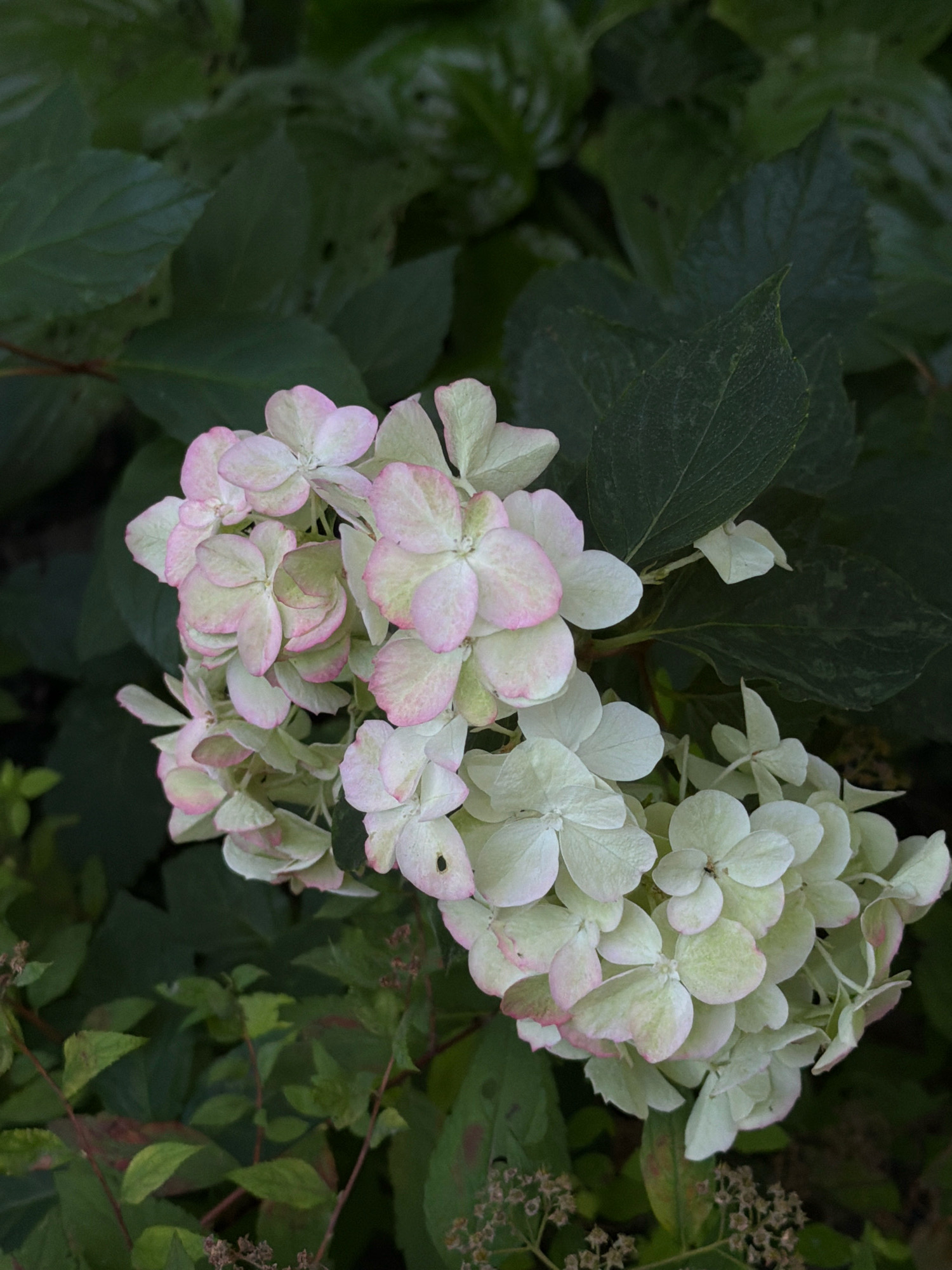 The image shows a close-up of a blooming hydrangea plant. The flowers are a delicate mix of white and pale pink, with some tinges of green. They are arranged in a cone-shaped cluster. The surrounding foliage is a deep, dark green, creating a lush and natural backdrop. The lighting suggests an outdoor setting, likely in a garden or park. There are no people or man-made objects visible in the frame. The image captures the natural beauty of the plant's bloom. The location in Kyiv, Ukraine is not discernible from the visual information provided.
