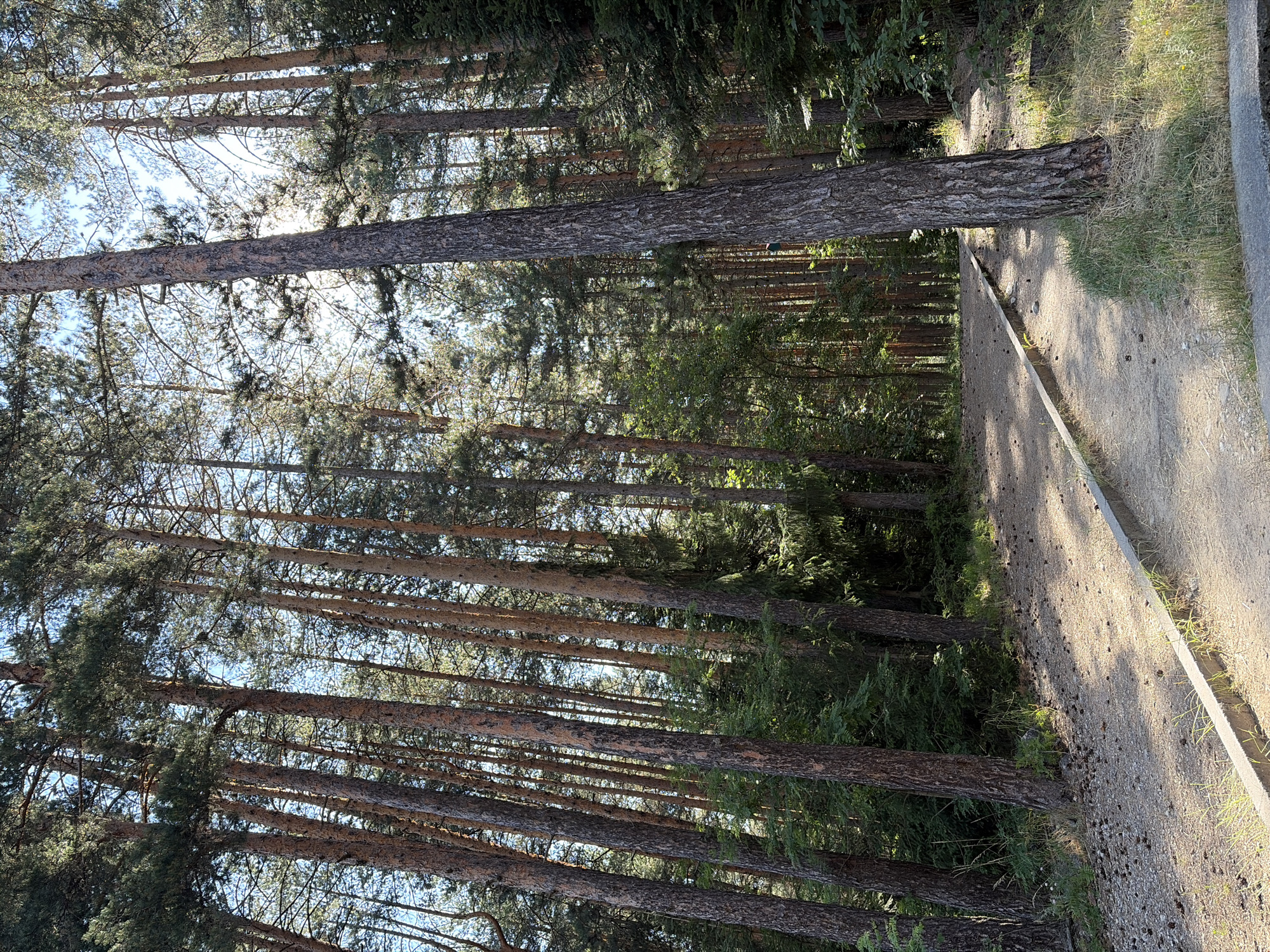 The image depicts a sun-dappled forest path in Bansko, Bulgaria. Tall pine trees with rough bark dominate the scene, their trunks creating a dense canopy overhead. Sunlight filters through the branches, casting long shadows on the sandy path. The path is bordered by a low concrete curb, with dry grass and pinecones scattered on the ground. The environment is natural and serene, suggesting a tranquil outdoor setting within the city. No people or animals are visible in the frame.