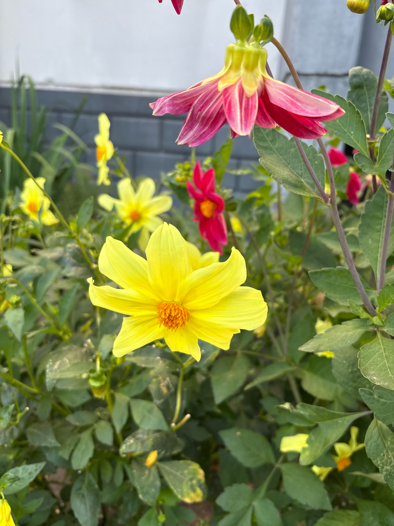 A close-up, slightly angled outdoor photograph shows a cluster of vibrant yellow and pink flowers. In the foreground, a large, bright yellow flower with numerous thin petals and an orange center is in sharp focus. To the upper right, a pink and red flower with delicate, elongated petals hangs downwards. In the middle ground and background, several smaller yellow and red flowers are visible, some in focus and some blurred. The flowers are surrounded by lush green foliage. The background features a gray brick wall and a lighter gray structure. The overall setting appears to be a garden or outdoor planting area, possibly within a residential or public space in Zapadny, Russia, given the presence of various flora.