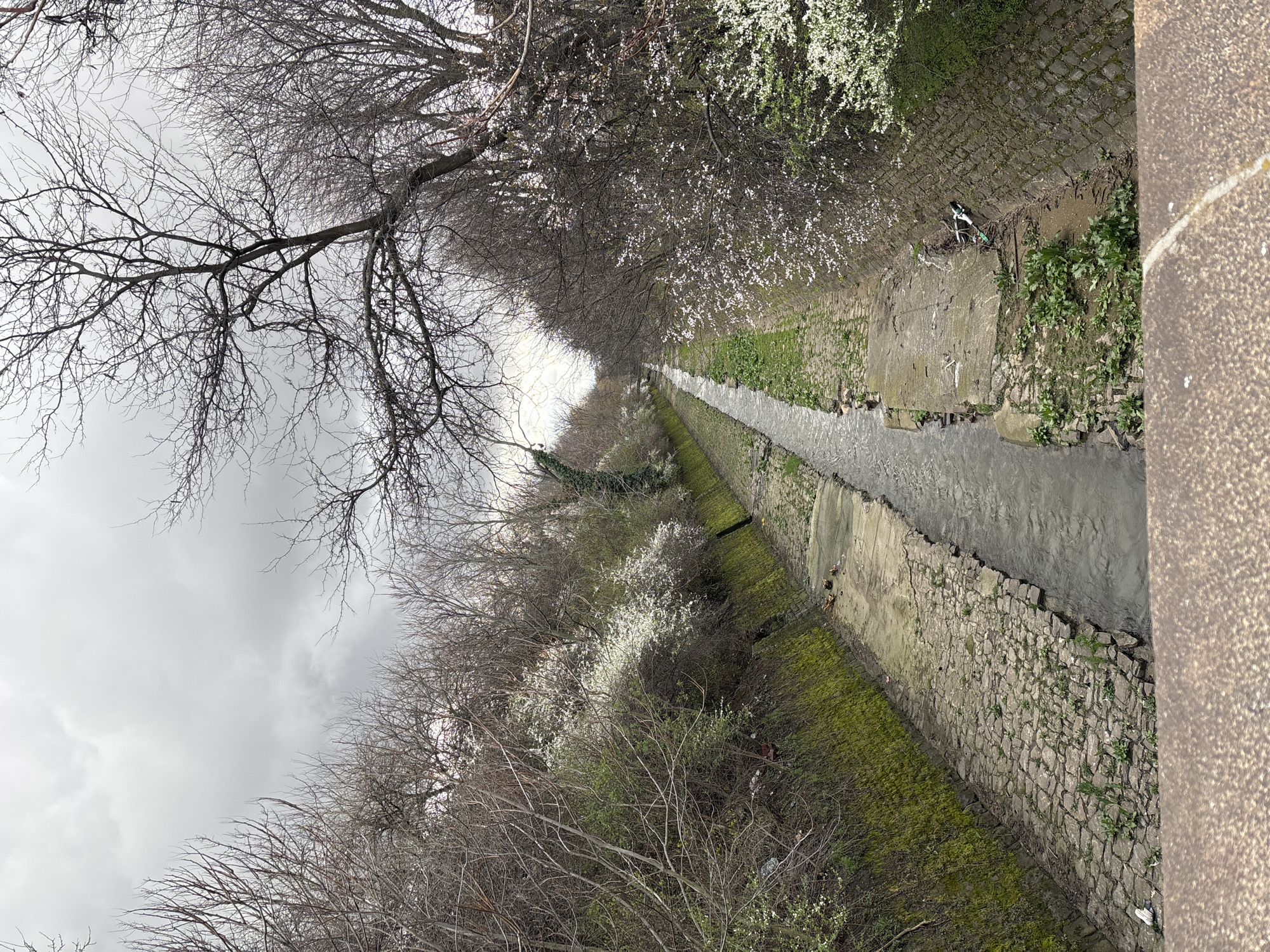 The image presents a narrow urban waterway, possibly a canal or small river, in Sofia, Bulgaria. The perspective is from an elevated position, looking down the length of the channel. The waterway is flanked by stone walls or embankments, heavily overgrown with moss and patches of grass and weeds. Water flows through the concrete channel.
On either side of the waterway, trees and bushes line the banks. Some trees appear bare, while others are blooming with white flowers, suggesting early spring. The sky is overcast and grey.
On the right side of the channel, a child’s push scooter is propped against the canal’s embankment.
The overall impression is of a somewhat neglected yet still green urban space.