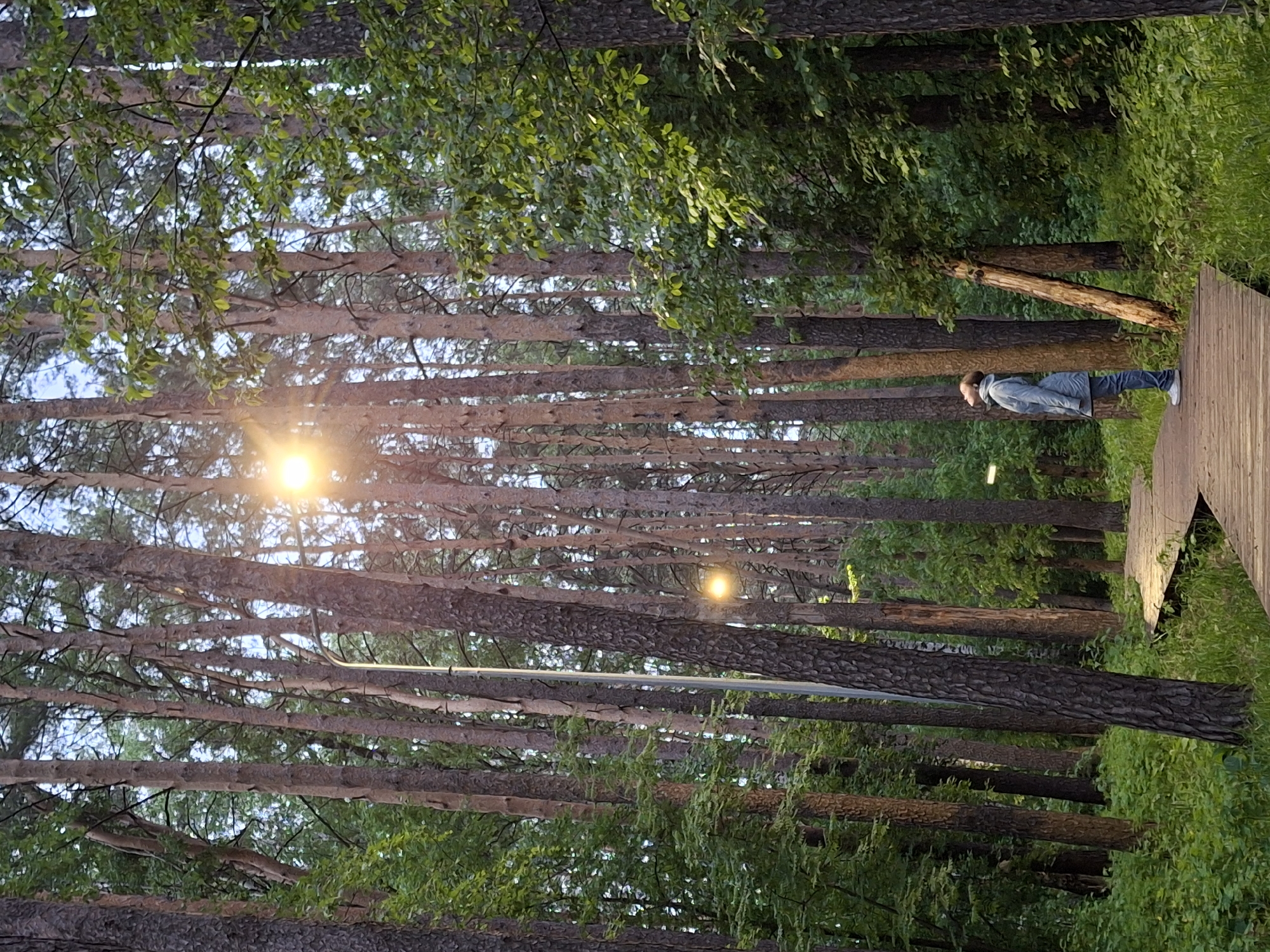 The image captures a forest scene at sunset in the city of Chaikovsky, Russia. The foreground consists of numerous trees with brown trunks and green foliage. A person is standing on a wooden structure on the right side of the image. Sunlight is visible through the trees, creating a bright spot in the middle of the image. A street lamp is visible between trees.