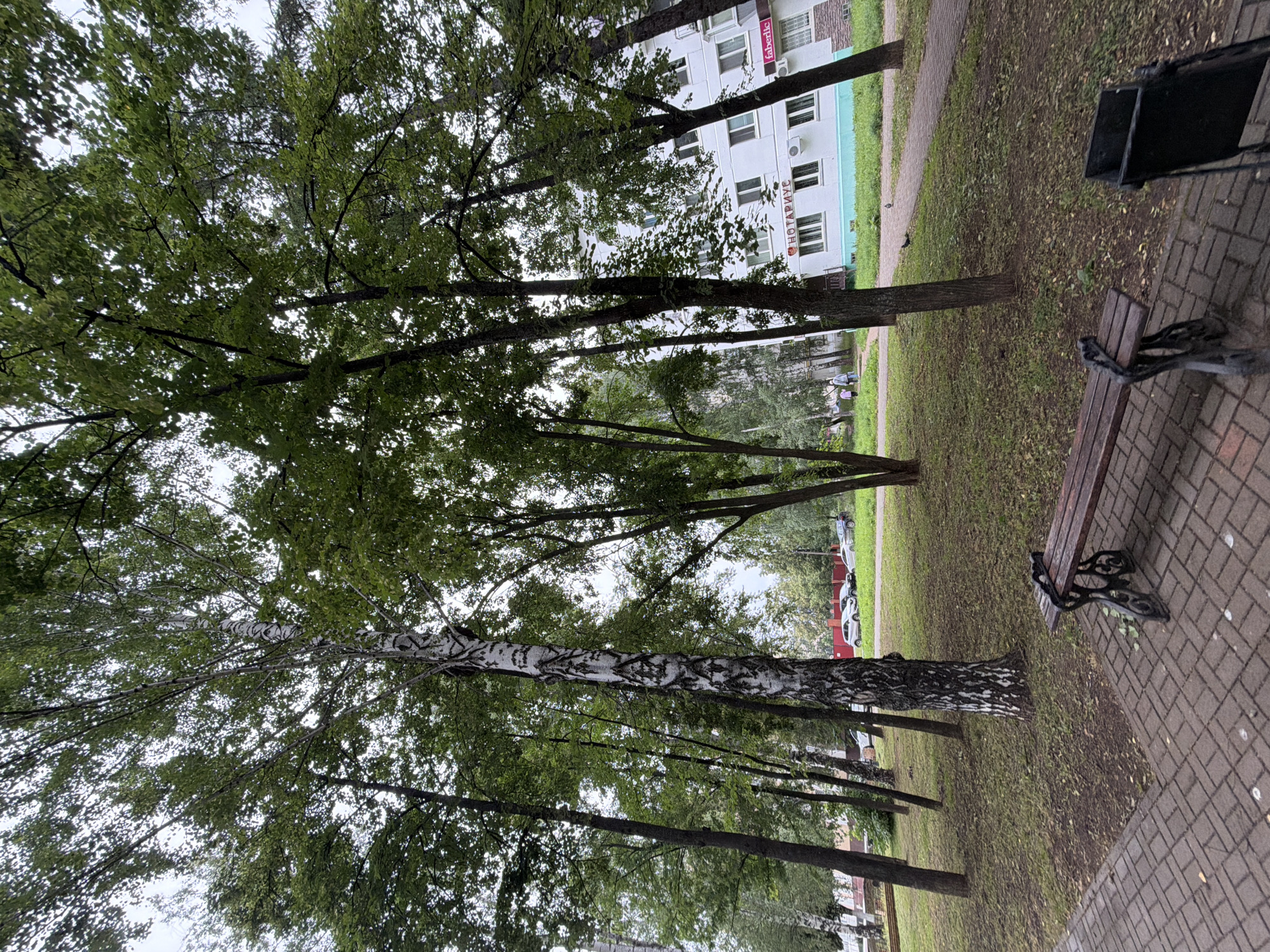 This media file captures an outdoor scene with a focus on trees and a residential building. Tall trees with lush green foliage dominate the foreground, with their branches extending upwards and partially obscuring the sky, which appears overcast, suggesting a cloudy or possibly rainy day. A notable birch tree with its characteristic white and black bark stands prominently among the other trees.
In the background, a multi-story white residential building is visible. The building has numerous windows and several air conditioning units. Visible text on the building includes "faberlic" in red letters on a sign, and "НОТАРИУС" in red lettering on another sign.
To the right of the frame, a paved walkway made of brick pavers leads towards a park bench. The bench is made of wood and has ornate black metal legs. Next to the bench is a black trash bin. The ground around the trees and walkway is covered in grass and fallen leaves, further indicating an outdoor setting, likely a park or residential courtyard in Chaikovsky, Russia. The overall impression is one of a quiet, perhaps overcast, day in an urban or suburban environment with green spaces. There are a few people walking in the distance, as well as parked cars visible in the background, suggesting this is a public area.