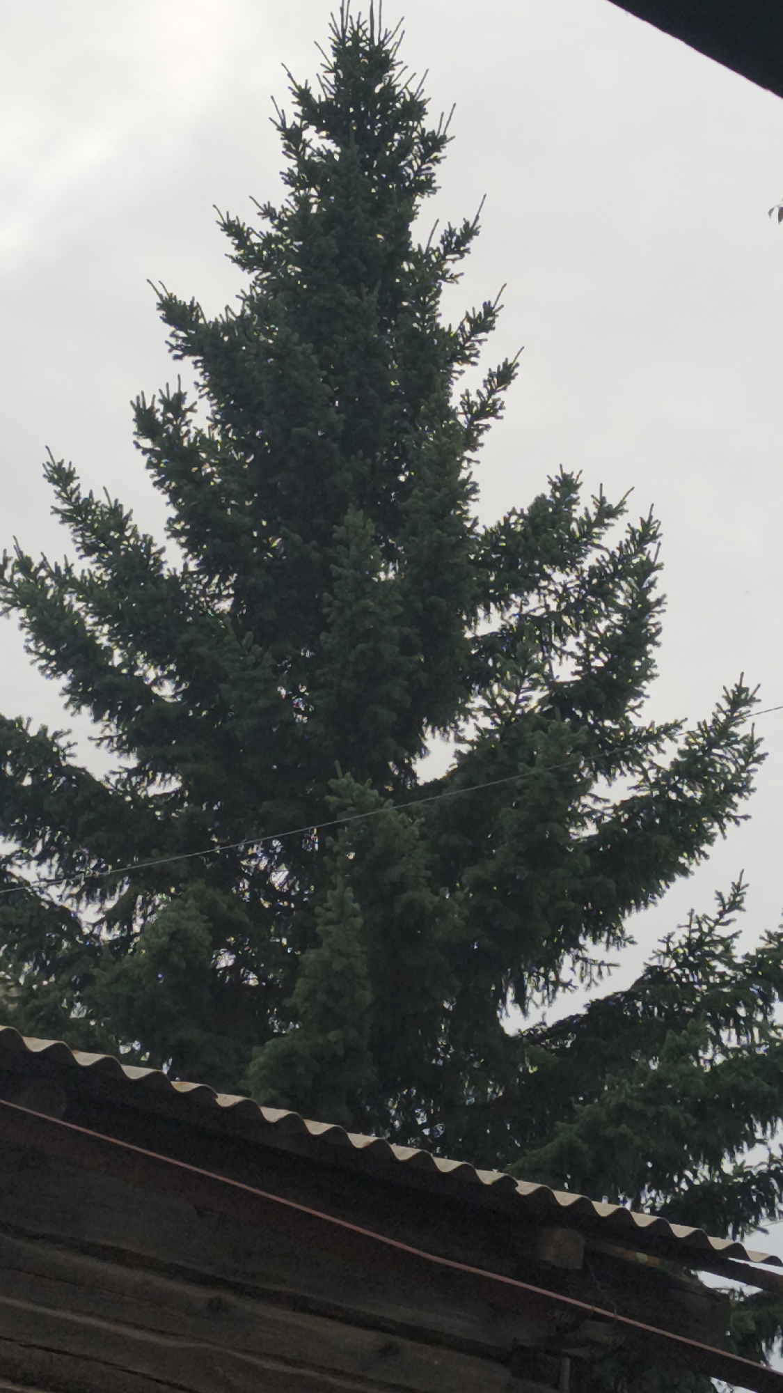 The image shows a large evergreen tree with dark green needles, extending from the bottom of the frame upwards. The tree is dense and appears to be in a natural or semi-natural setting. In the foreground, at the bottom of the image, a portion of a rustic roof structure is visible, made of dark wood planks with a corrugated material on top, possibly asbestos cement roofing. The sky is overcast and a pale grey. There are no people or animals visible in the image. The location is identified as Zheltyre, Russia, however, there is no visual information in the image to confirm this specific location.
