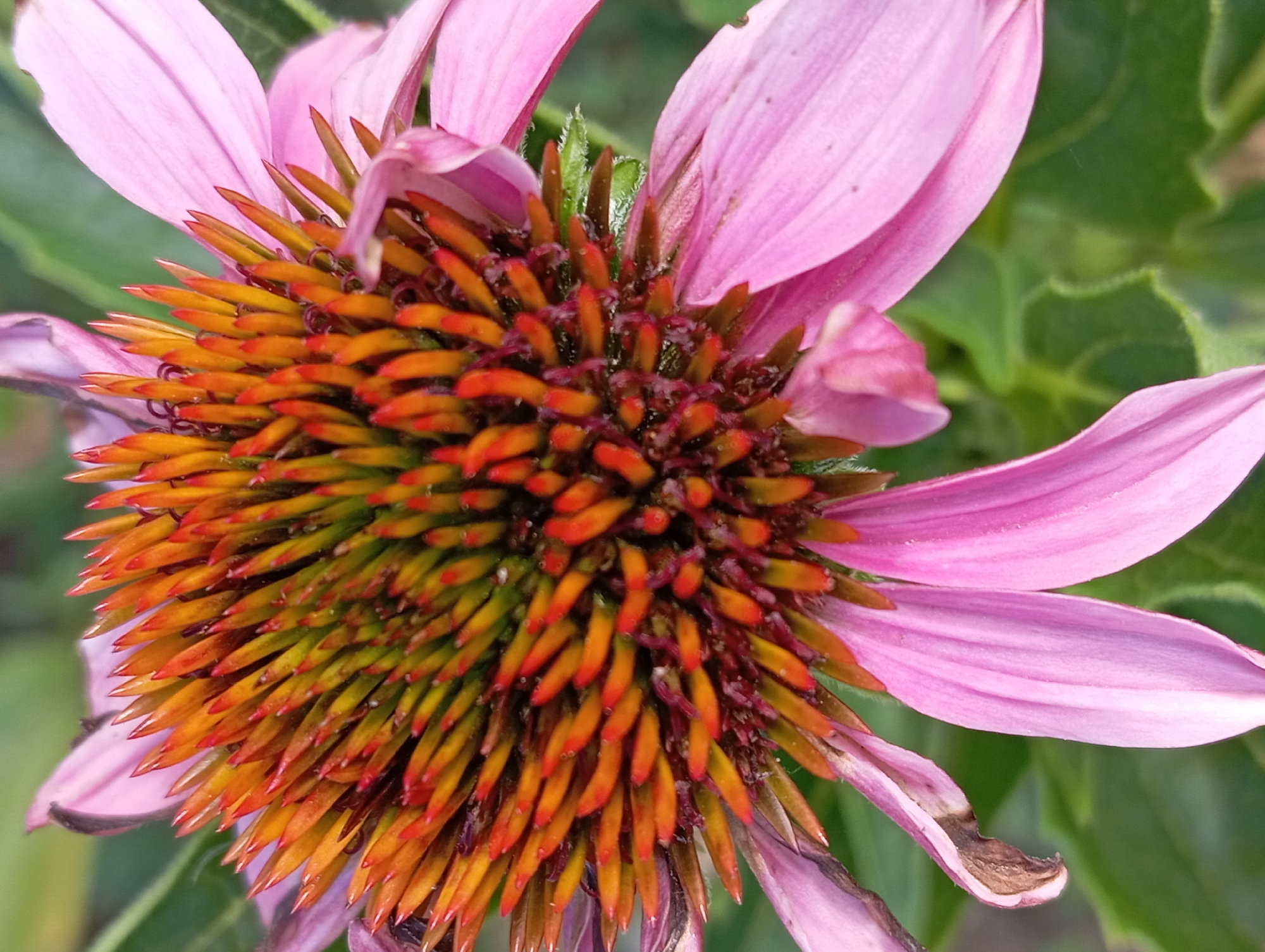 The image is a close-up, macro photograph of the center of a pink coneflower, likely in a garden setting. The detailed view focuses on the cone-shaped center, which is a vibrant mix of orange, yellow, and green thorny-like protrusions. Surrounding the cone are delicate, elongated pink petals, some of which show signs of browning at the edges. The background is softly blurred, revealing green foliage. There are no people or identifiable objects that would suggest a specific location in the city of Nitra, Slovakia. The scene is purely natural, depicting a single flowering plant.