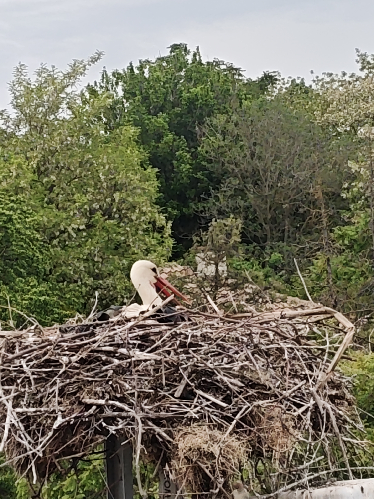 A medium shot captures a white stork settled in a large nest constructed of twigs, set against a backdrop of lush green trees. The nest, a haphazard arrangement of brown branches, is prominently positioned in the foreground. The stork, characterized by its white plumage and long red beak, rests comfortably within the nest. The surrounding environment includes a variety of green trees, providing a natural setting. The location is Unknown, Unknown.