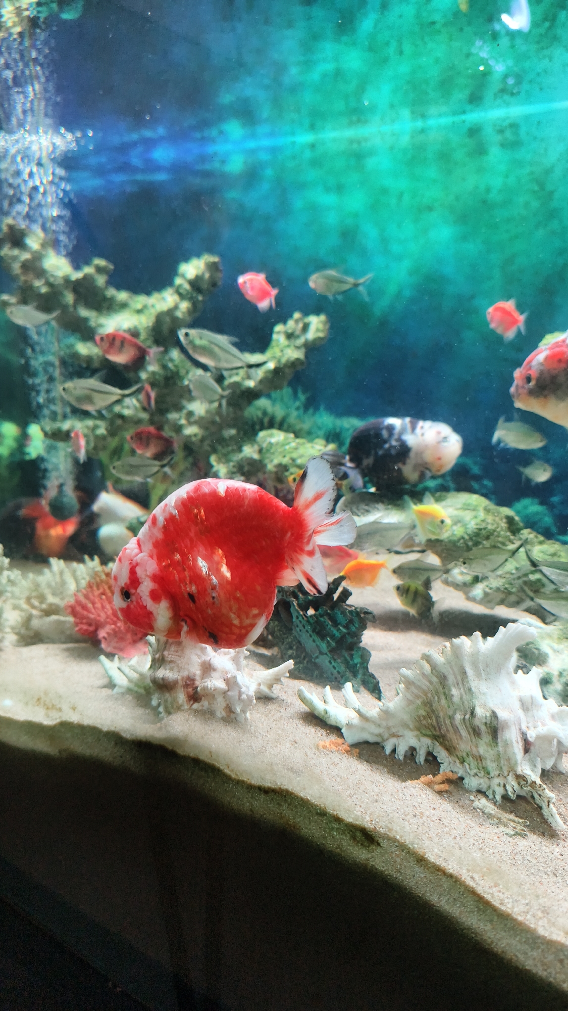 This is a photograph of an aquarium containing several fish and decorative elements. In the foreground, a large, round goldfish with red and white markings is prominently displayed, resting on a shell. Behind it, other fish of various sizes and colors can be seen swimming amongst coral and rock-like structures. The aquarium water is a vibrant blue-green, with bubbles rising from the left side of the frame. The bottom of the aquarium is covered in sand, with several white, shell-like decorations. The lighting suggests an indoor setting, likely a home or public aquarium. The image does not provide any specific information about its location in Nha Trang Ward, Vietnam.