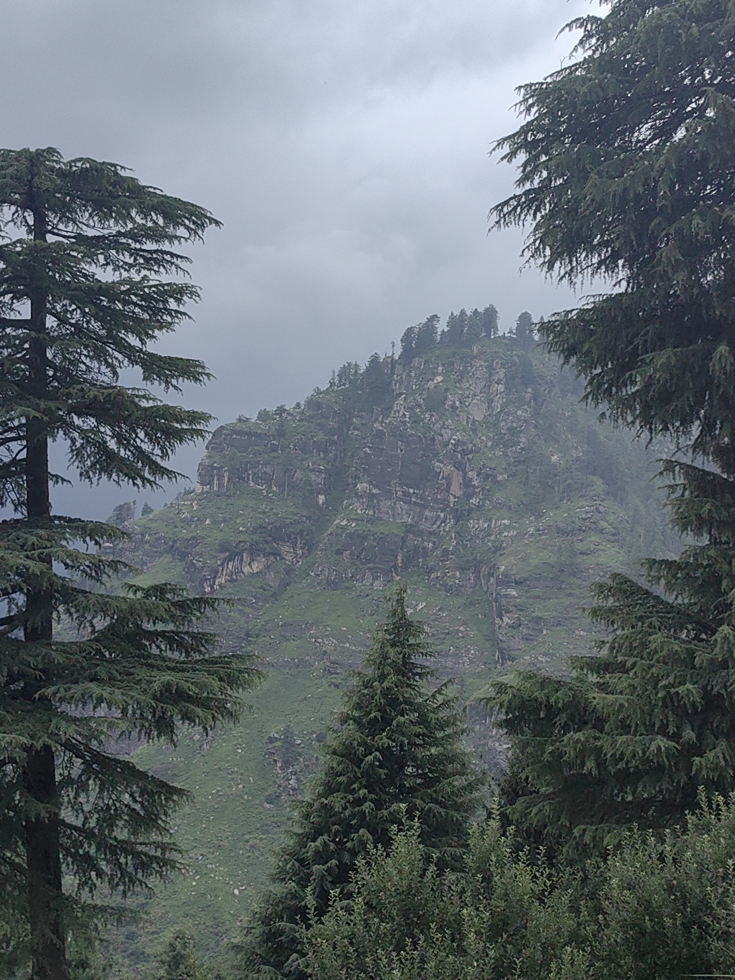 This is a vertical, full-shot photograph of a mountain landscape on an overcast day in Prini, India. The foreground is dominated by the dense branches of coniferous trees, with their needles creating a dark, textured silhouette against the sky. The middle ground features a steep, rocky mountain face covered in patches of green vegetation, suggesting grass and shrubs. The mountain's rugged texture is accentuated by the varying shades of gray rock and the muted green of the foliage. At the summit of the mountain, a cluster of pine trees is visible, appearing small and distant against the hazy sky. The background consists of a uniformly gray, cloudy sky that obscures any view beyond the immediate mountain range. The overall impression is one of a serene, natural environment, likely a popular spot for nature walks or hiking, given its location near Prini, a village known for its scenic beauty and proximity to popular tourist destinations in the Himalayas.
