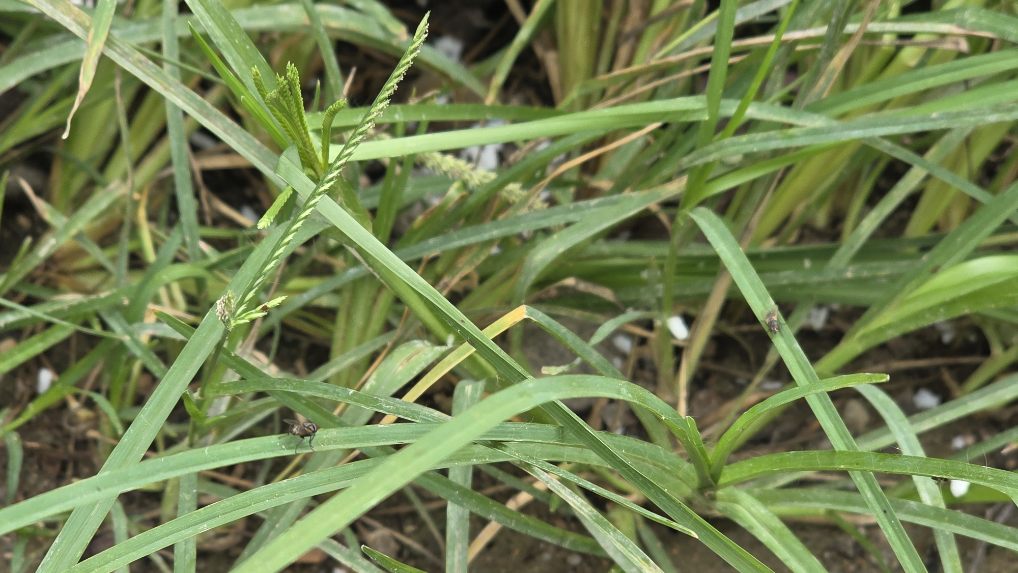 The image depicts an area of green grass, likely in Lhokseumawe, Indonesia, given the prompt. The grass is mostly uniform in color, with some strands exhibiting slight discoloration. Several small flies are visible resting on the blades of grass. The ground beneath the grass is visible in places and appears to be composed of soil and small white stones.