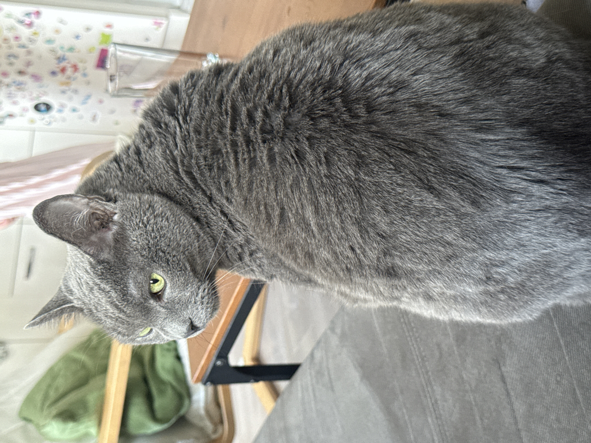 A gray cat with green eyes is lying on a table in an indoor setting. The table has a wooden frame with black metal supports and sits on top of a gray surface with lines. In the background, there's a window with decorative patterns on the wall nearby. A pink cloth and a green bag are visible near the cat. The image does not contain enough information to determine the location in Sofia, Bulgaria.