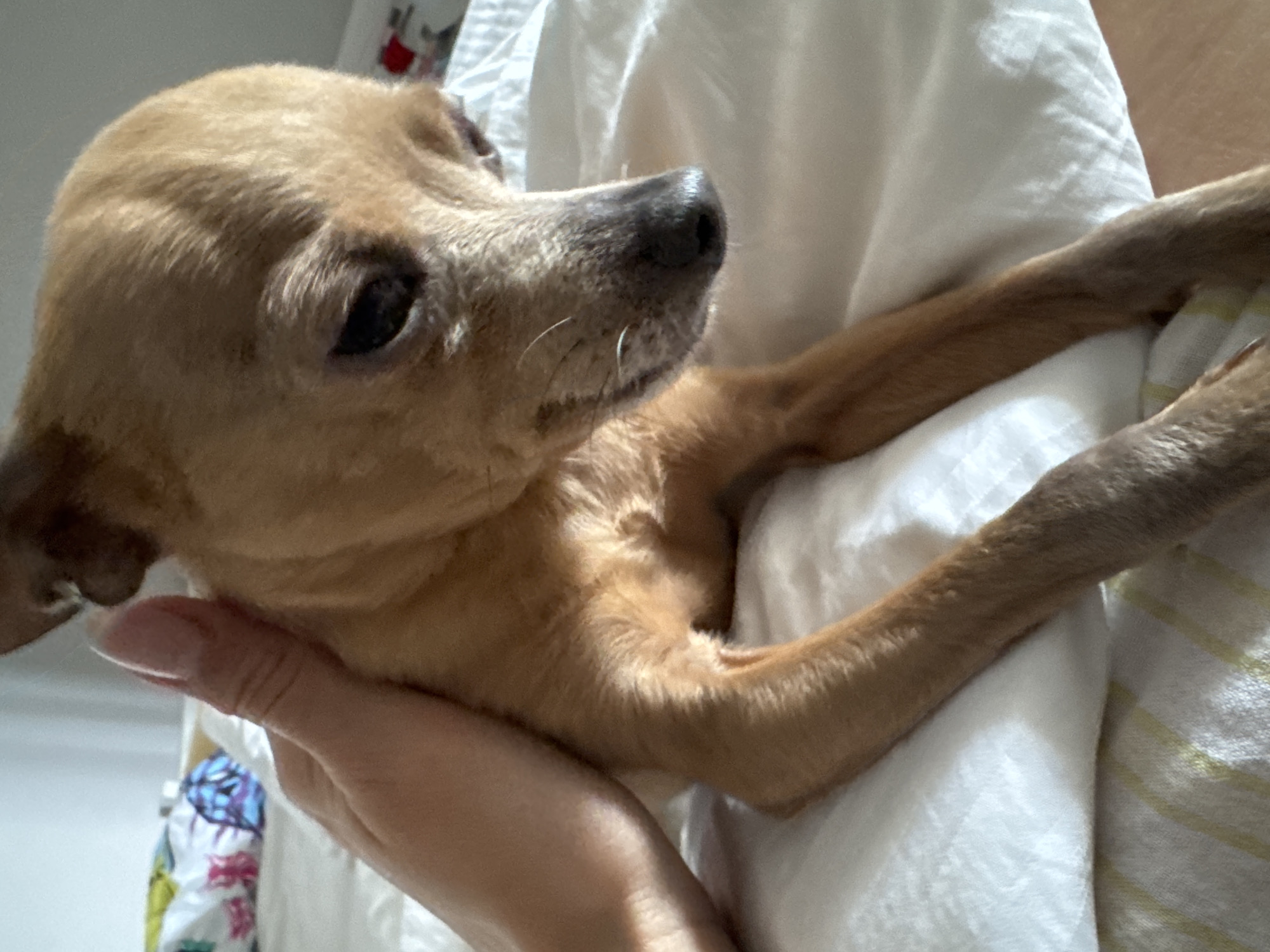 A close-up, intimate indoor shot captures a small, light brown dog being gently held by a human. The dog, possibly a Miniature Pinscher or similar breed, has short, smooth tan fur, dark eyes, and a small, dark nose with a few visible white whiskers. Its head is turned to the right side of the frame, looking up with a calm and curious expression. The dog's slender body and front legs are nestled into a soft, white fabric, likely a blanket or clothing, which fills the majority of the background and foreground.
A human hand, with fair skin and natural-looking or lightly polished fingernails, supports the dog from beneath its chest, showing a tender interaction. The dog's thin legs are visible, extended across the white fabric. In the far left and bottom background, hints of a colorful, patterned fabric (possibly floral or abstract) can be seen, suggesting a cozy, domestic setting within Chaikovsky, Russia. The lighting is soft, indicating an indoor environment without strong direct sunlight, creating a peaceful and comfortable atmosphere. No text is visible in the image.