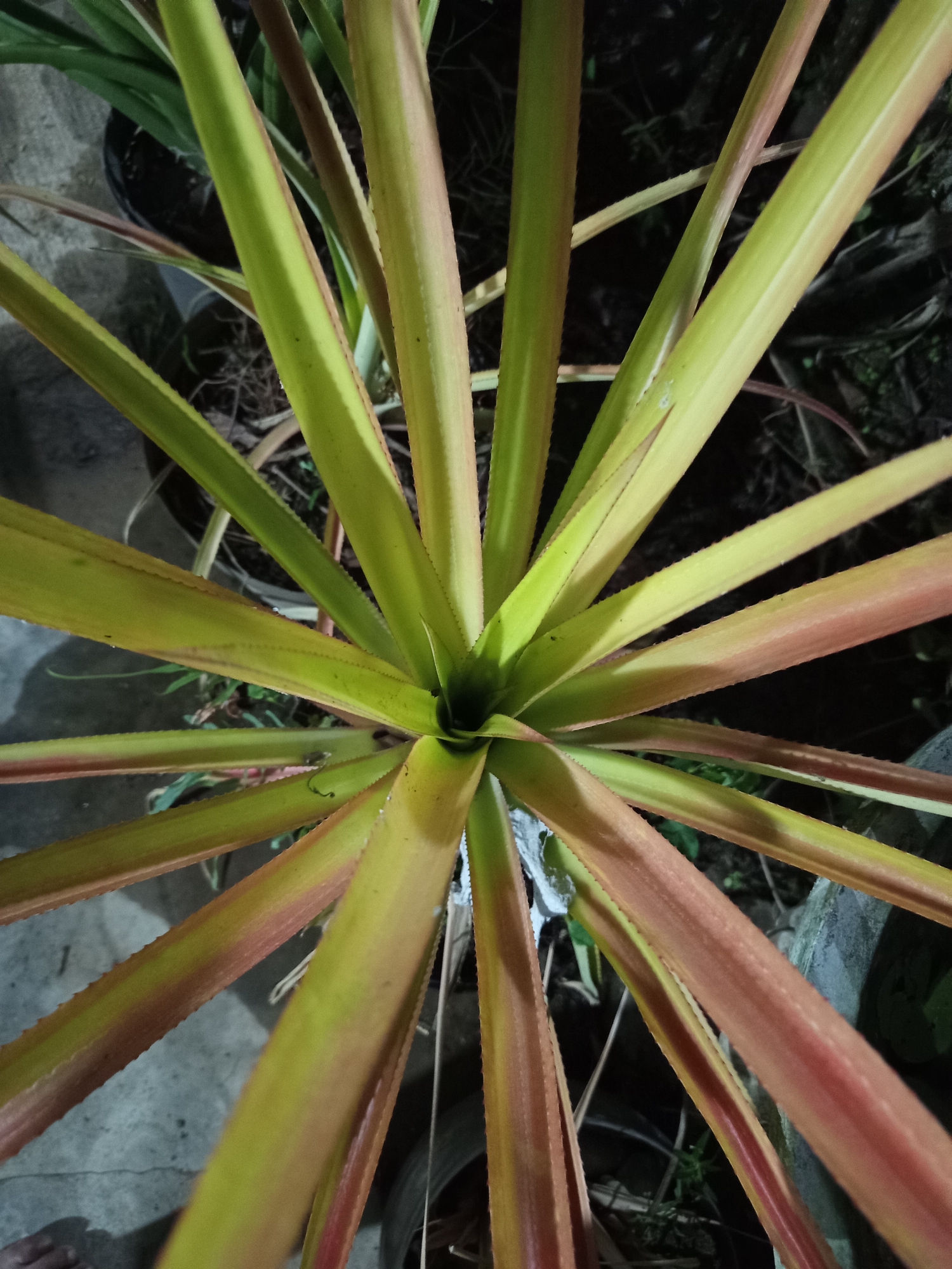 The image shows a close-up, overhead view of a bromeliad plant with long, spiky leaves. The leaves are a gradient of colors, from green at the center to reddish-brown at the tips. The plant is in a pot, which is surrounded by other pots and some concrete ground. The background is dark, suggesting the photo was taken at night or in a dimly lit area. There are no people or animals visible in the frame. The location is identified as Pajagalan, Indonesia.
