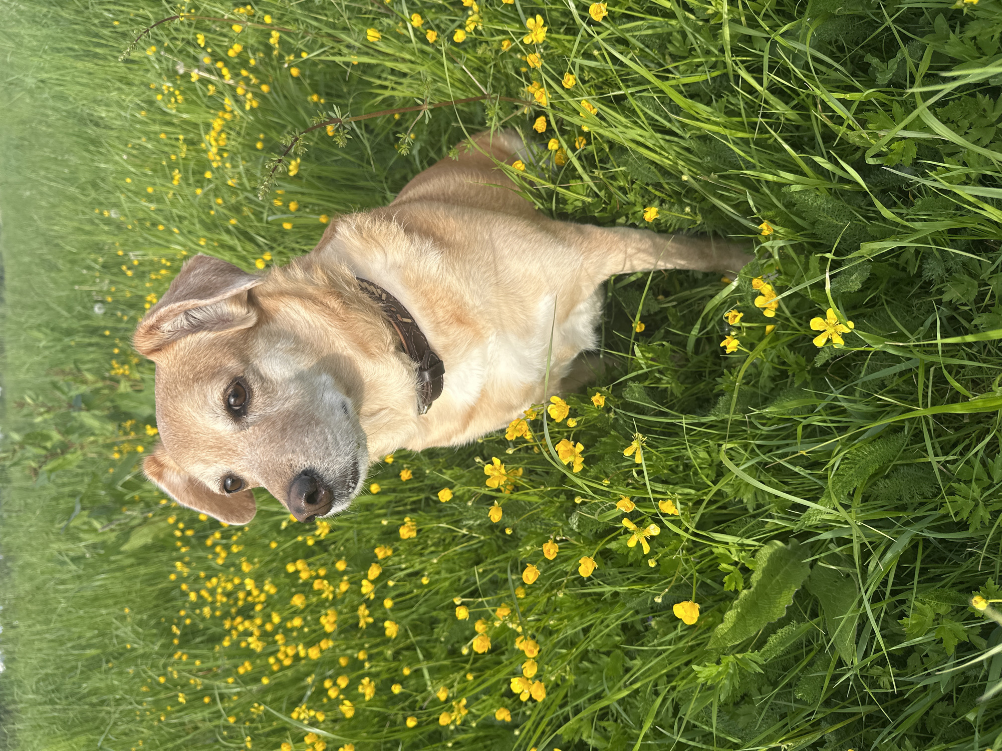 A light brown or golden-colored dog is lying in a vibrant green field, surrounded by numerous small yellow flowers, likely buttercups. The dog is positioned in the upper center of the frame, looking up and towards the viewer with an attentive and calm expression. Its head is slightly tilted, and its dark eyes and wet nose are clearly visible. A dark brown collar with some patterning is around its neck.
The setting appears to be an outdoor meadow or a large grassy area, bathed in bright, natural daylight, suggesting a sunny or overcast day. The long blades of green grass intermingle with the yellow blossoms, creating a lively and natural backdrop. There are no specific man-made structures or landmarks visible to pinpoint the exact location within the City of Zagreb, Croatia, but the natural environment suggests a park, field, or rural edge of the city. The overall mood is peaceful and serene, capturing a moment of the dog enjoying the natural environment. No text is visible in the image.