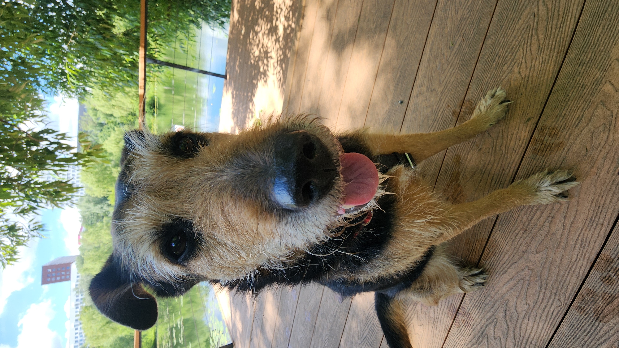This is a portrait-oriented, full-shot photograph of a scruffy, brown and black terrier mix dog sitting on a wooden deck. The dog is looking directly at the camera with its tongue sticking out. Its fur is somewhat wet, suggesting it may have recently been swimming or playing in water. The dog has dark eyes and prominent whiskers.
The setting is outdoors, with a body of water visible in the background, possibly a lake or pond, with lush green trees and foliage bordering it. The sky is visible with some clouds. In the far background, a modern building is visible, and there's a hint of urban environment suggesting this location is near a city. The wooden deck appears to be part of a pier or walkway, with shadows from overhead foliage dappled across it. The overall mood is relaxed and cheerful, conveyed by the dog's happy expression. The time of day appears to be daytime, likely sunny, given the dappled shadows.
There is no visible text in the image. The location context is Moscow, Russia.
