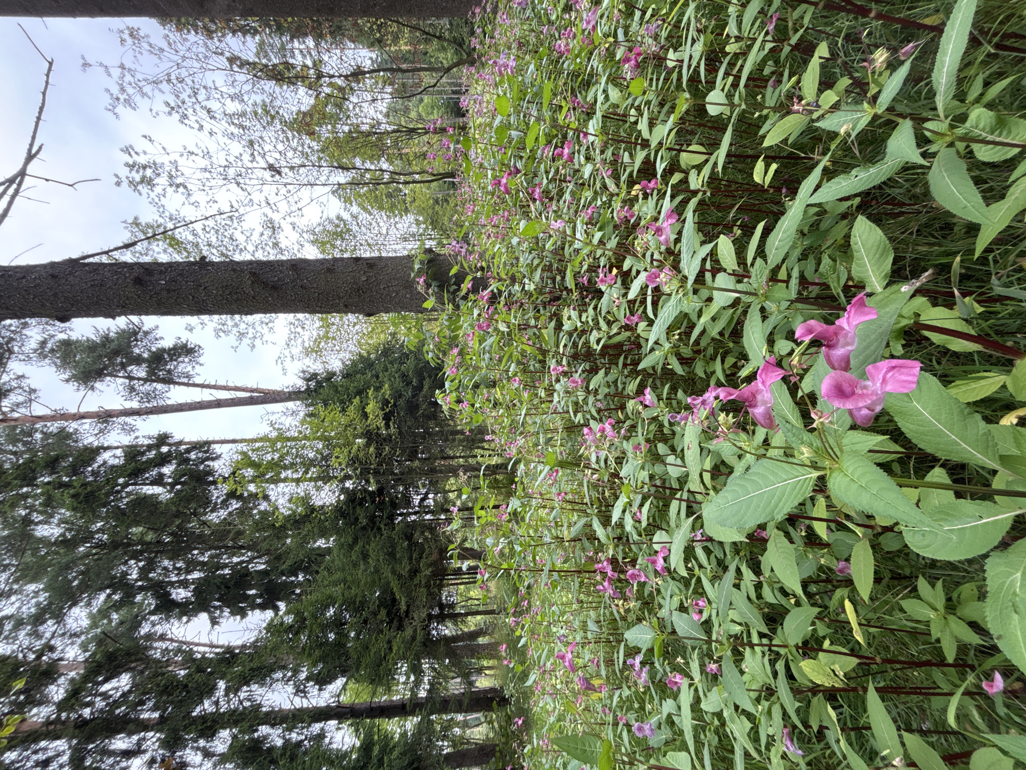 The image shows a dense patch of pink impatiens flowers in a forest setting. The flowers are tall and abundant, with many stems and leaves. Some trees are visible in the background, with tall trunks and green foliage. The sky is overcast. The scene is a natural environment, likely a woodland area. The location is identified as Pavlovskaya Sloboda, Russia. There are no people or animals visible in the image. The focus is on the flora, specifically the numerous pink flowers and lush green vegetation.