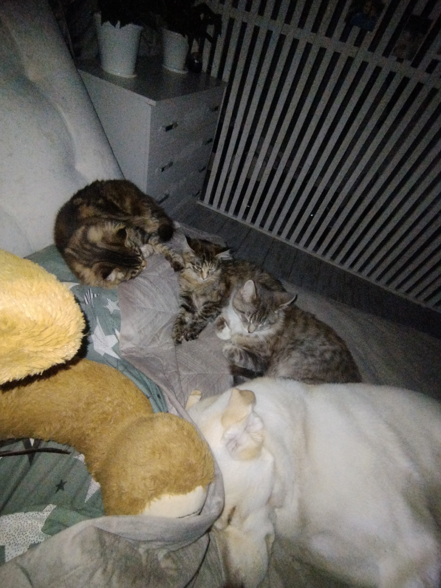 The image depicts a domestic scene in what appears to be a bedroom. A bed is visible, with several animals resting on it. A large white dog is lying prone in the lower right corner of the frame. To the left of the dog is a stuffed toy, possibly a bear. Towards the upper left, there are three cats huddled together, two with a tabby pattern and one brown and black. Behind the bed is a white dresser and what looks to be a radiator. The location in Grishanki, Russia, is not definitively confirmed based on the visual information in the image.