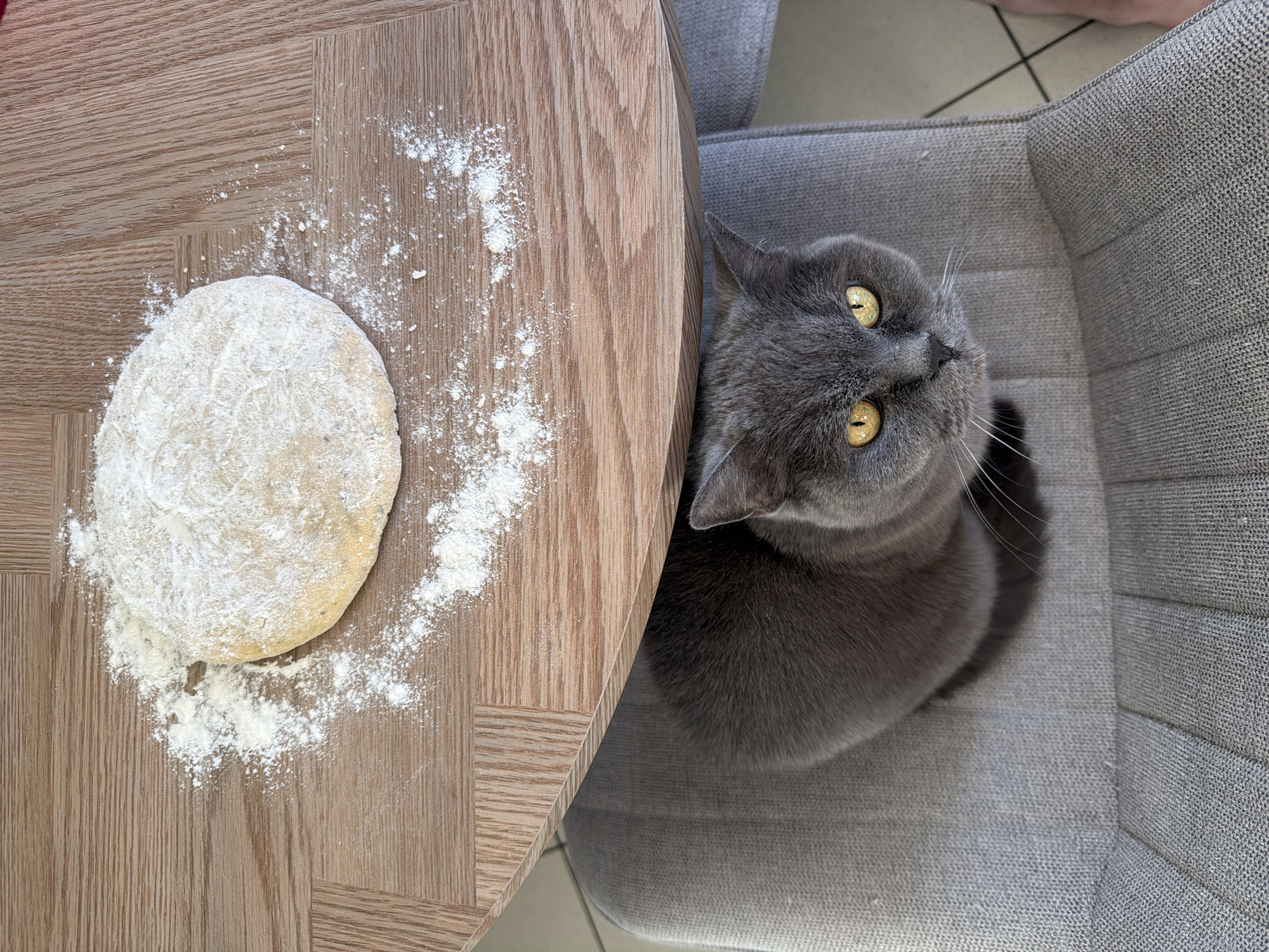 The image provides an overhead view of a domestic scene, likely set in Riga, Latvia. The primary subjects are a grey British Shorthair cat and a lump of dough on a table.
The cat is seated on a light grey, upholstered chair with a textured fabric. It has striking yellow eyes and is looking upwards, seemingly at the person taking the photograph, with an expression of curiosity or expectation. Its fur appears soft and dense.
Next to the cat, a wooden table with a light brown, parquet-like wood grain pattern is prominently featured. On the table, a round, pale lump of dough is resting, heavily dusted with white flour. Numerous specks and trails of flour are scattered across the table surface around the dough, indicating an ongoing baking or cooking activity.
The setting is indoors, likely a kitchen or dining area. A light-colored tiled floor with dark grout lines is visible beneath the chair, further suggesting a practical space. The lighting is bright and natural, indicating it is daytime. No people are visible, and no text is present in the image. The scene captures a moment of domestic life, with the pet observing the food preparation.